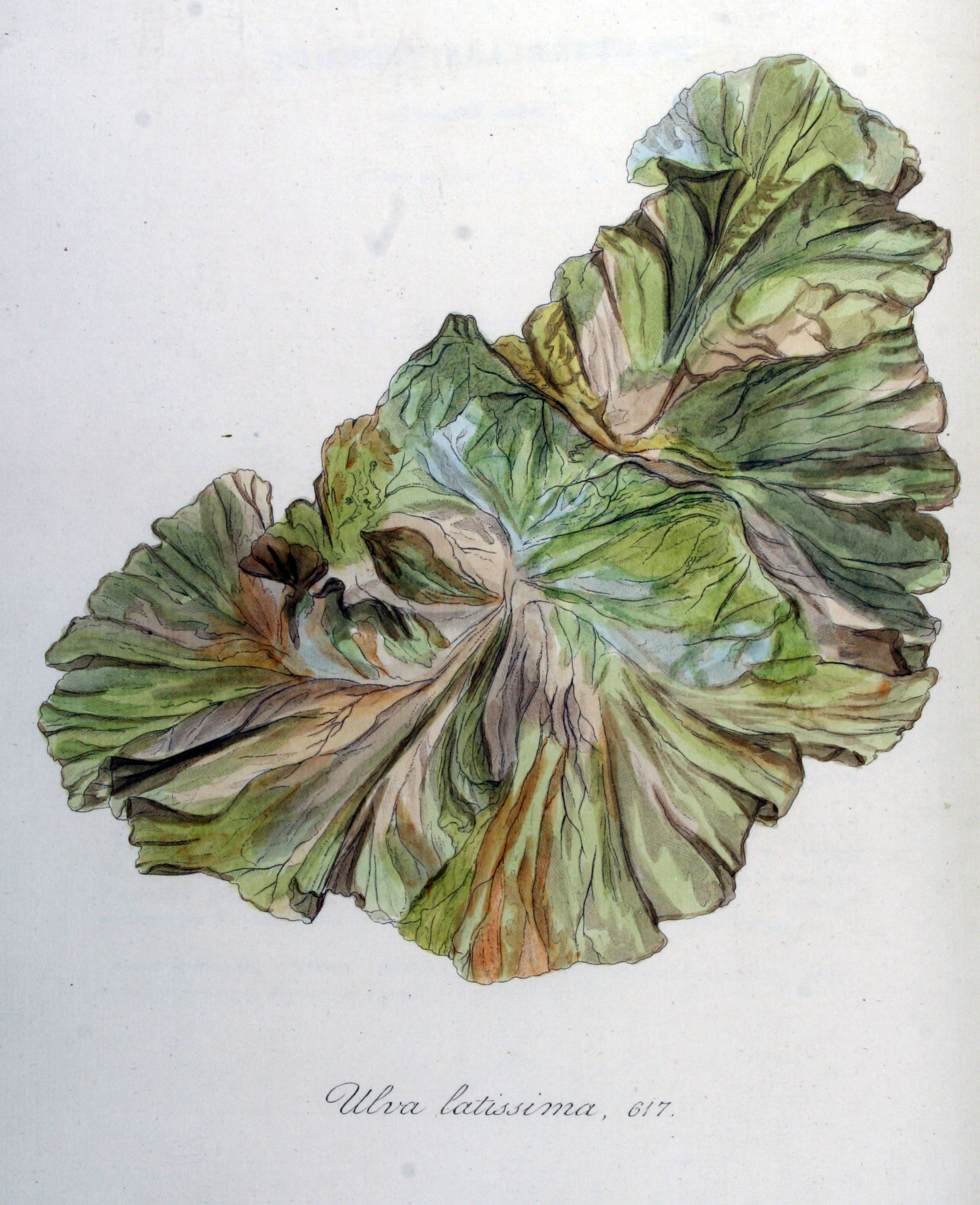 Ulva latissima — Flora Batava — Volume v8