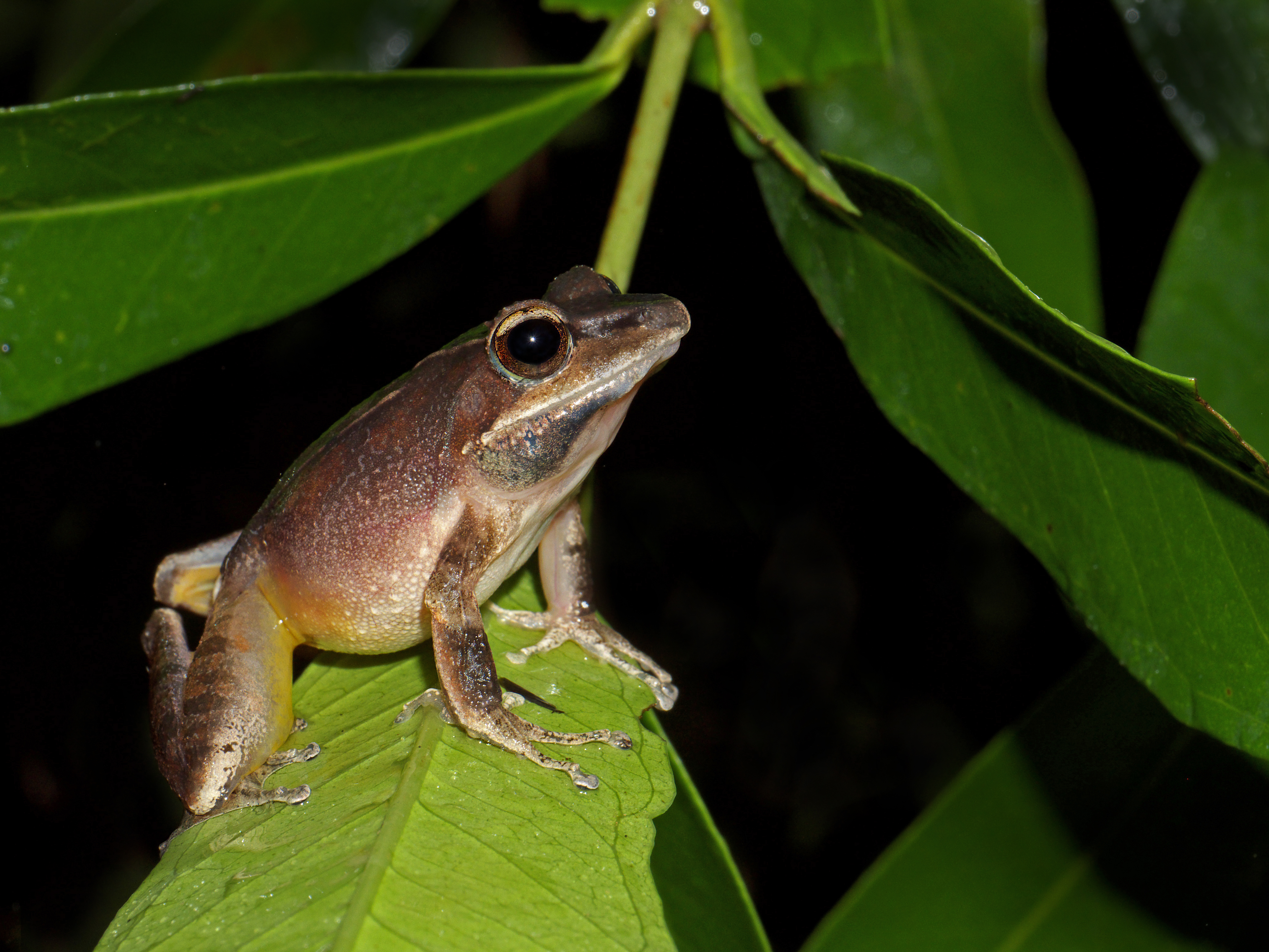 Unidentified Frog, Vohimana reserve, Madagascar (12330406175)