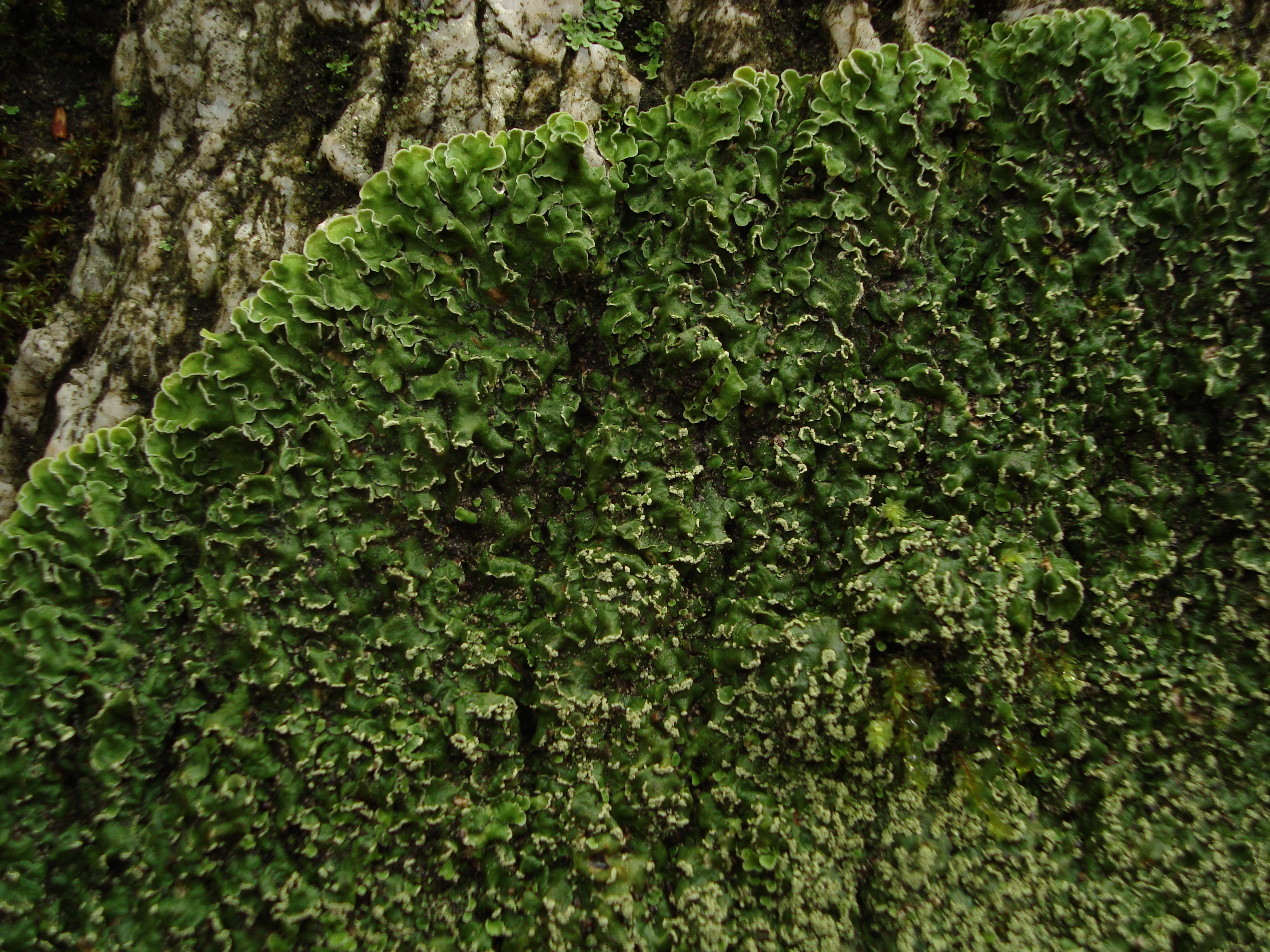Unknown Foliose Lichen (3261638944)