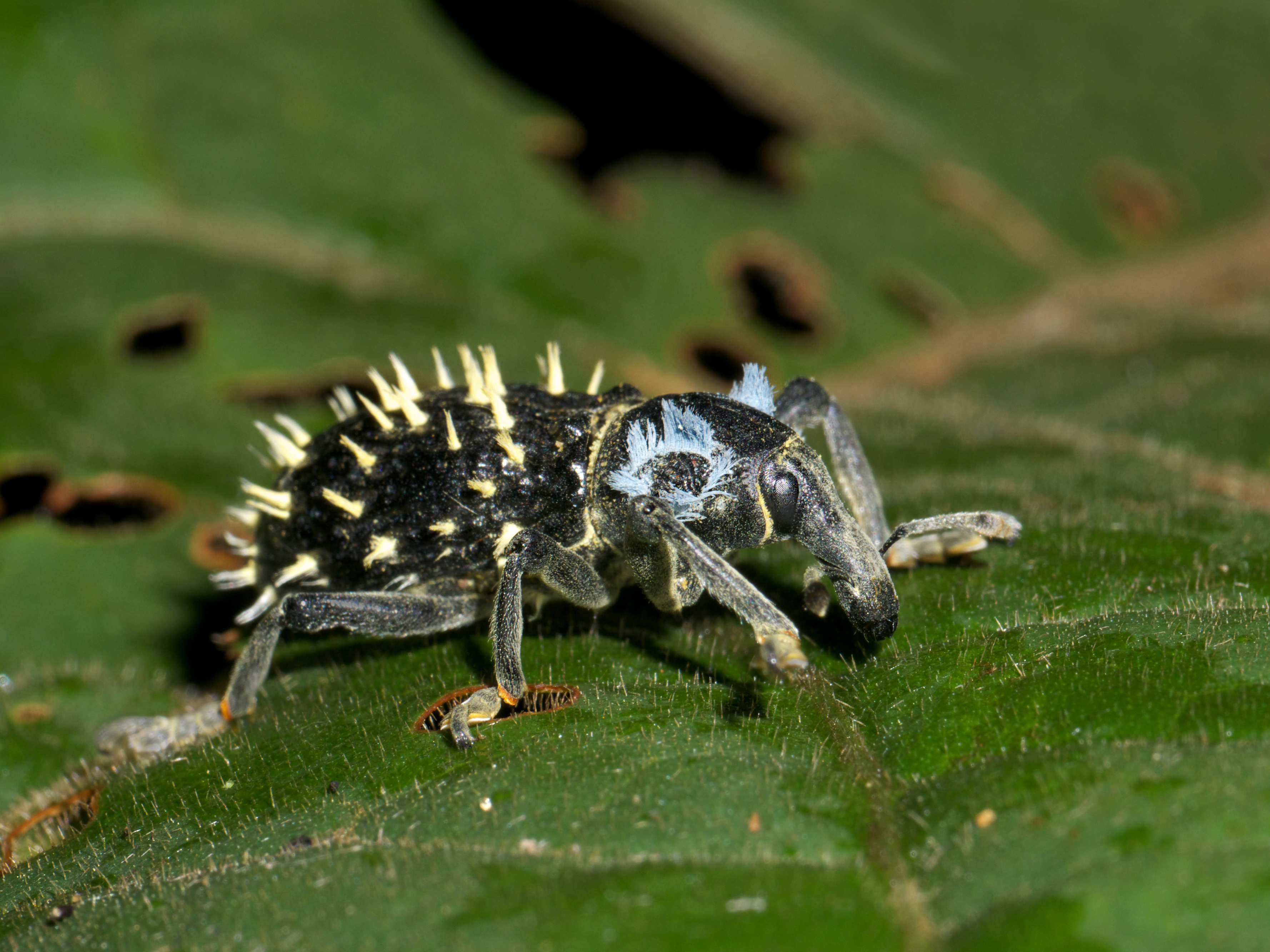 Weevil (Lixus barbiger), Vohimana reserve, Madagascar (11988583716)