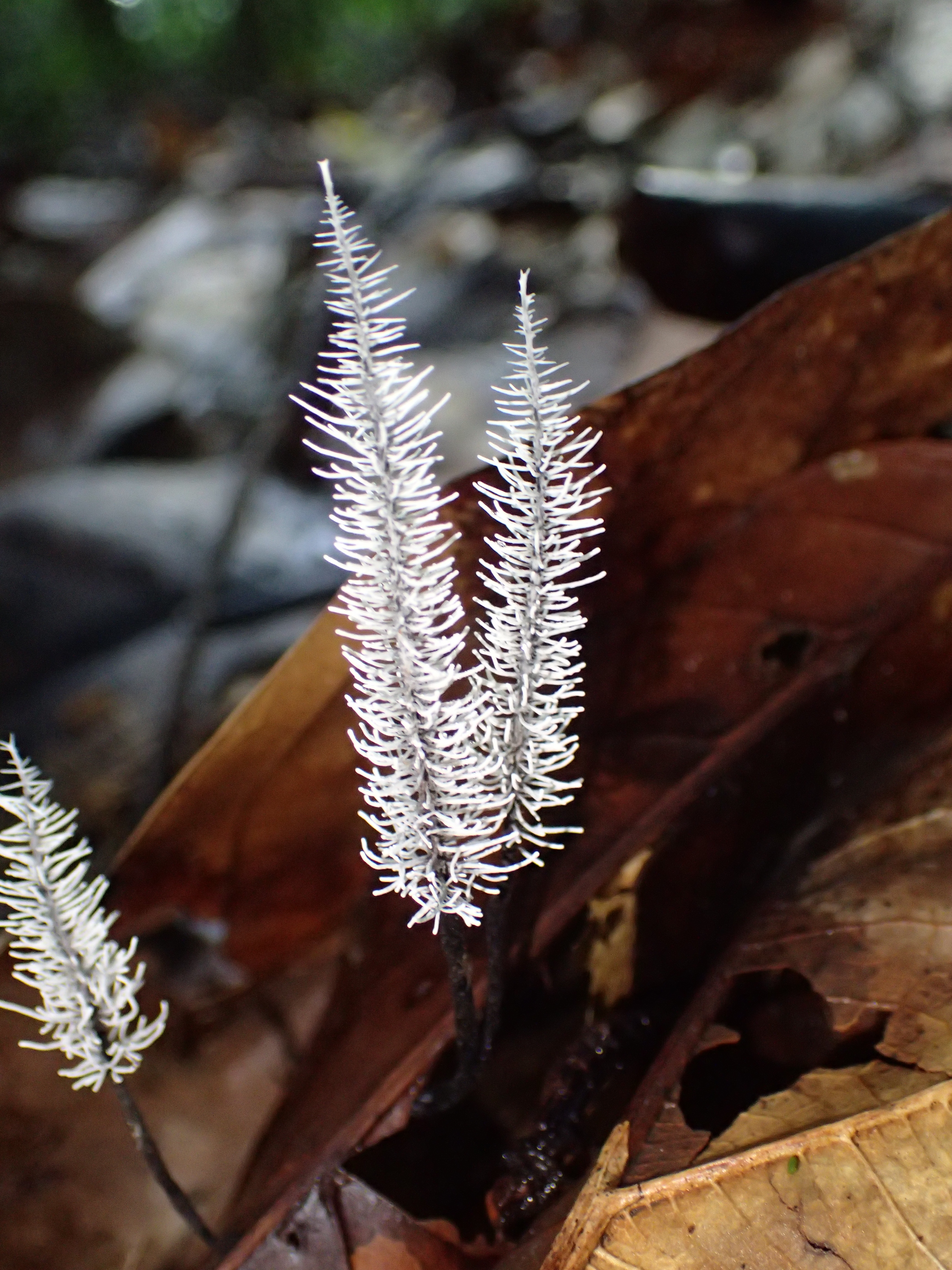 Xylaria comosa group J.D. Rogers 609230