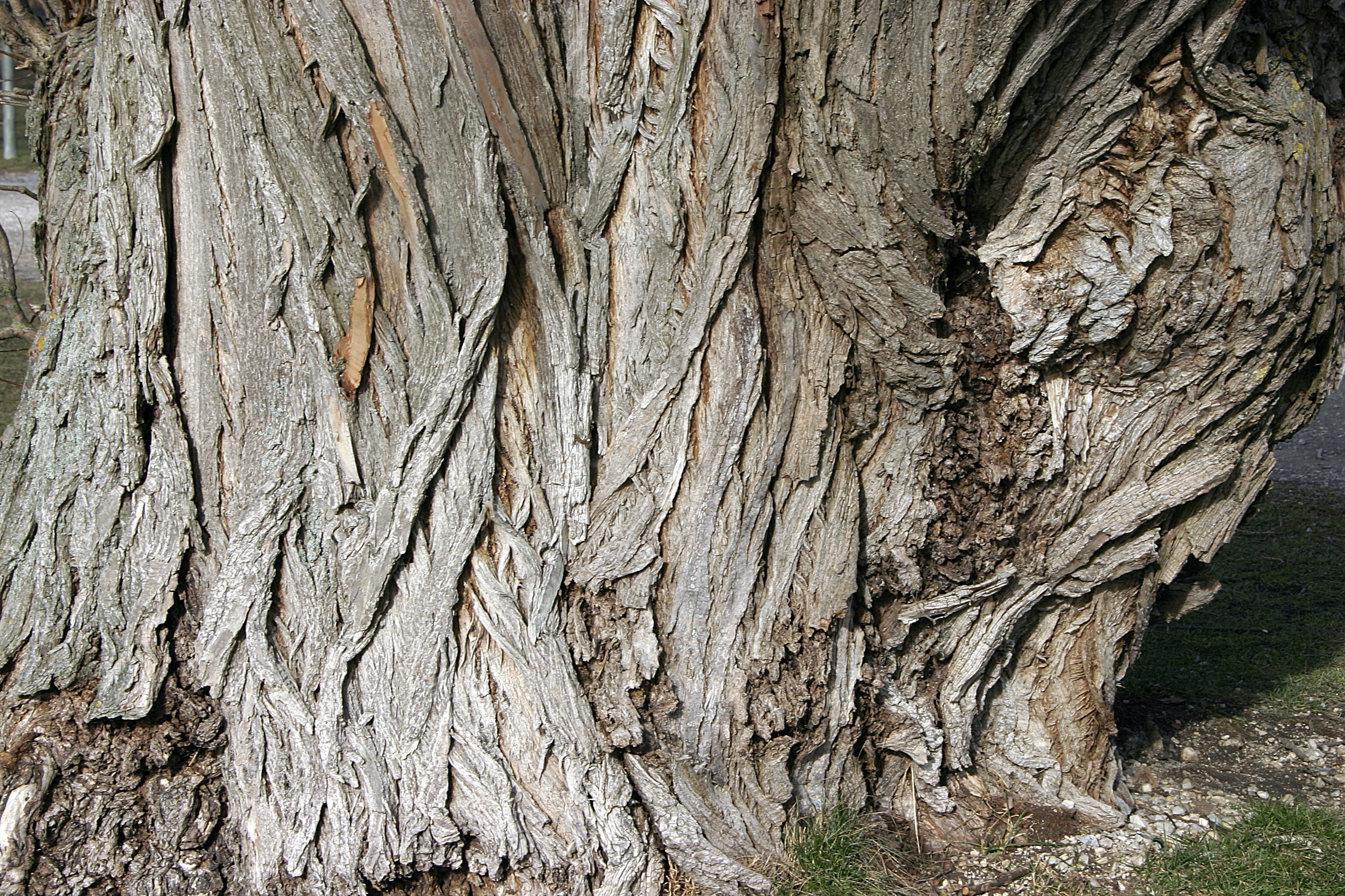 - Willow's Bark 01 -