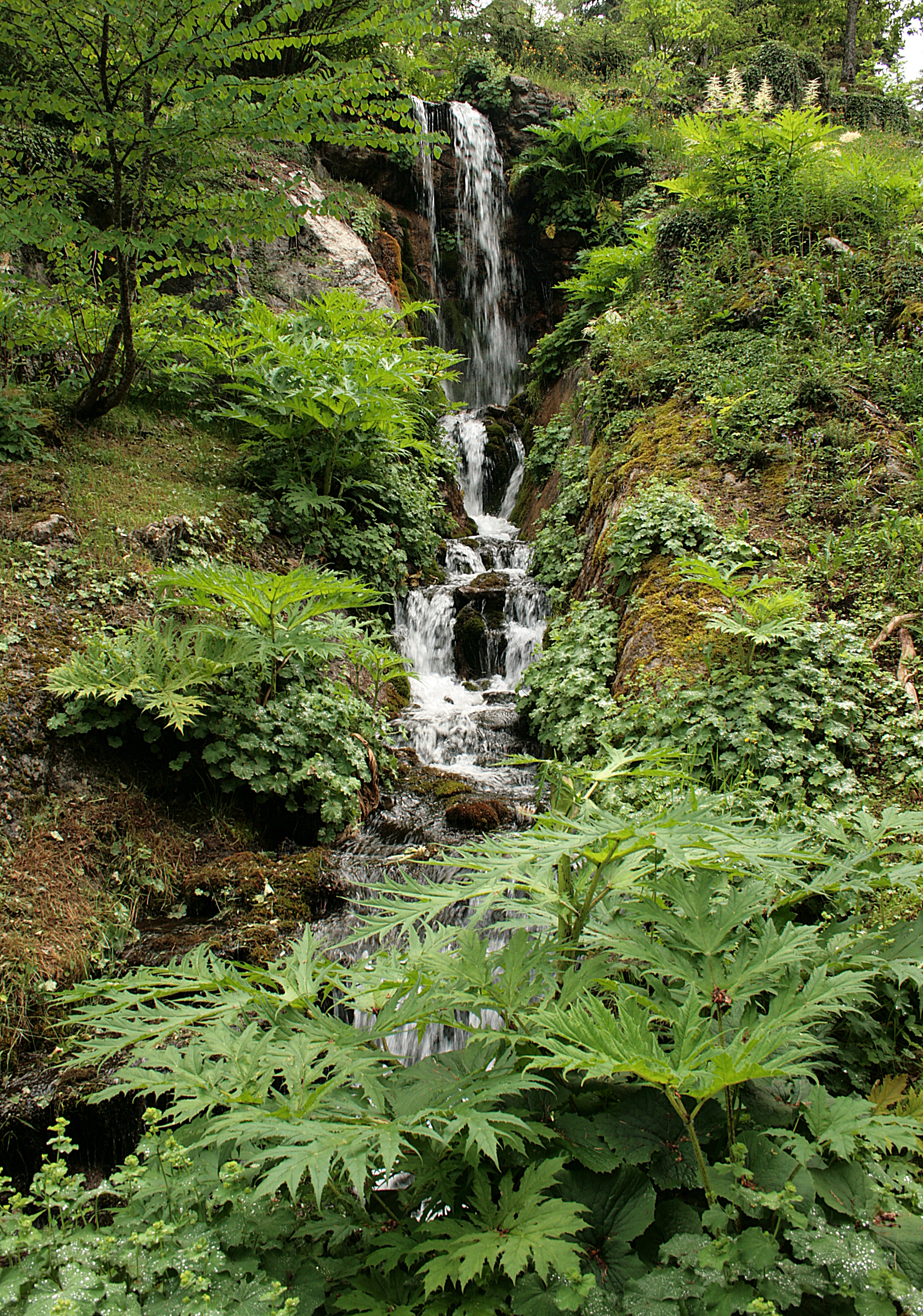 0 Heracleum mantegazzianum - Samoëns (1)