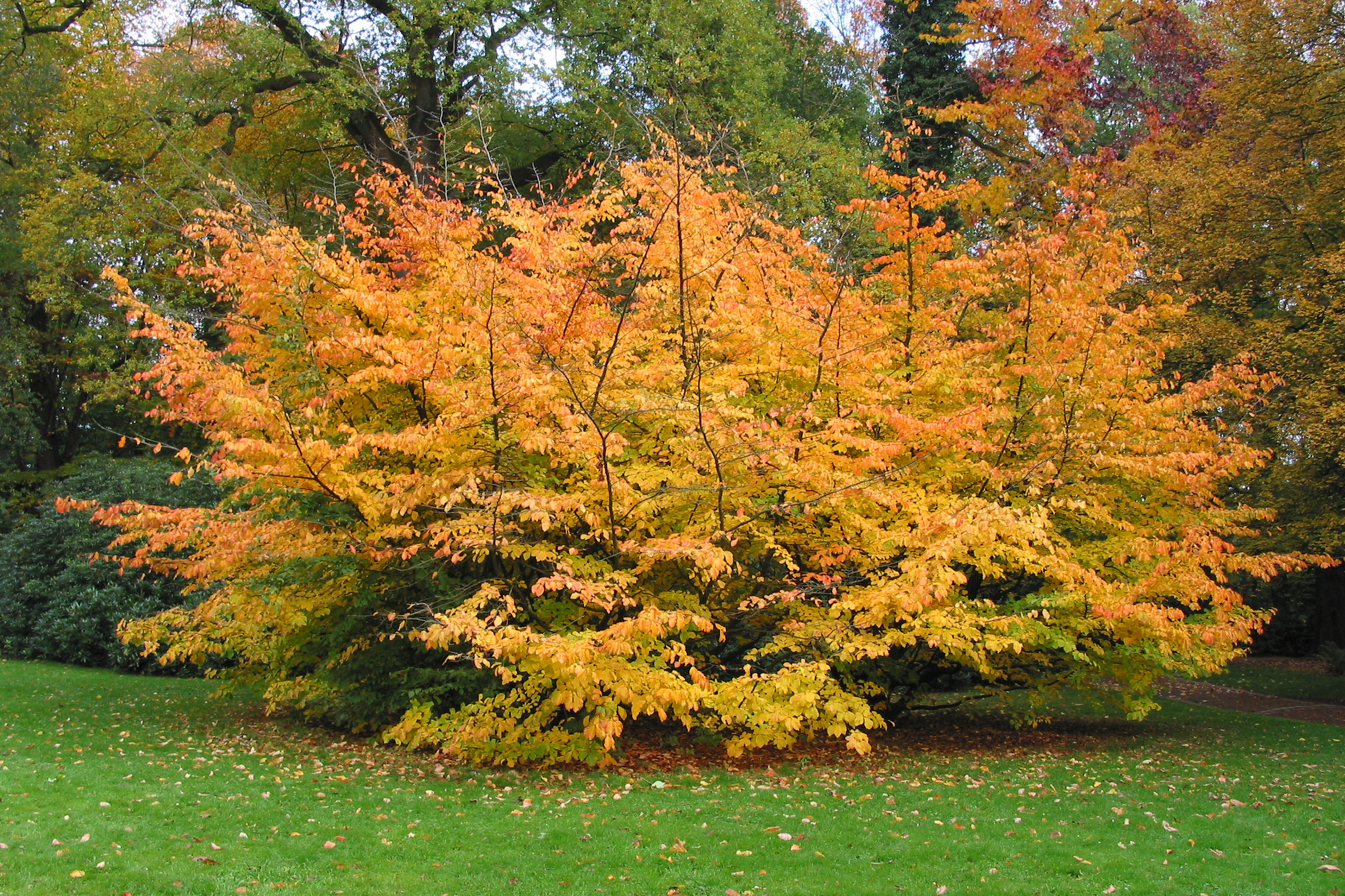 0 Parrotia persica - Parc de Mariemont (1)