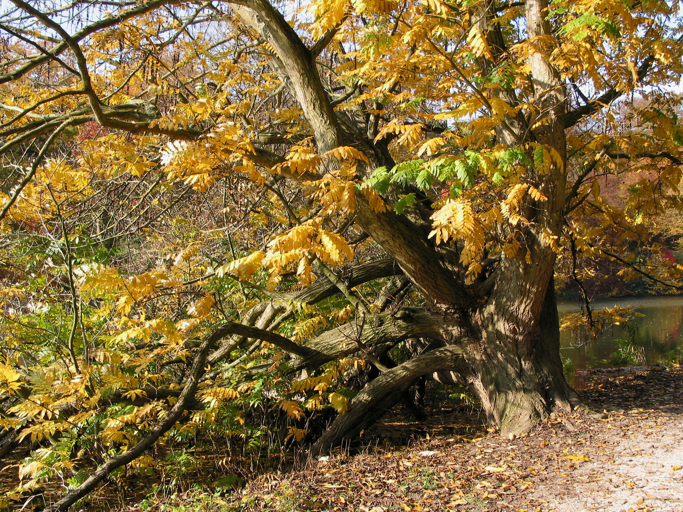 0 Pterocarya fraxinifolia - La Hulpe (1)