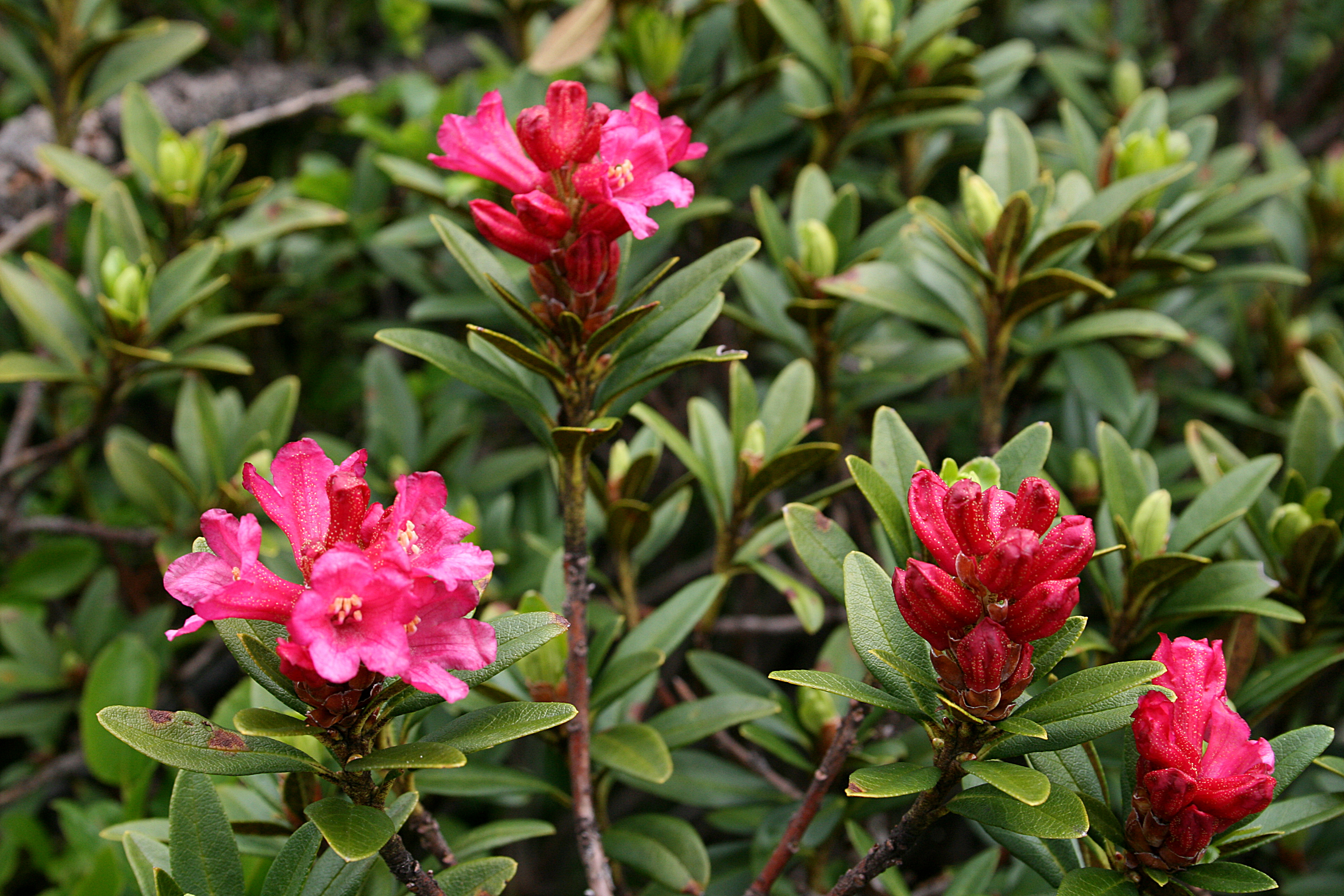 0 Rhododendron ferrugineum - Vallorcine (1)