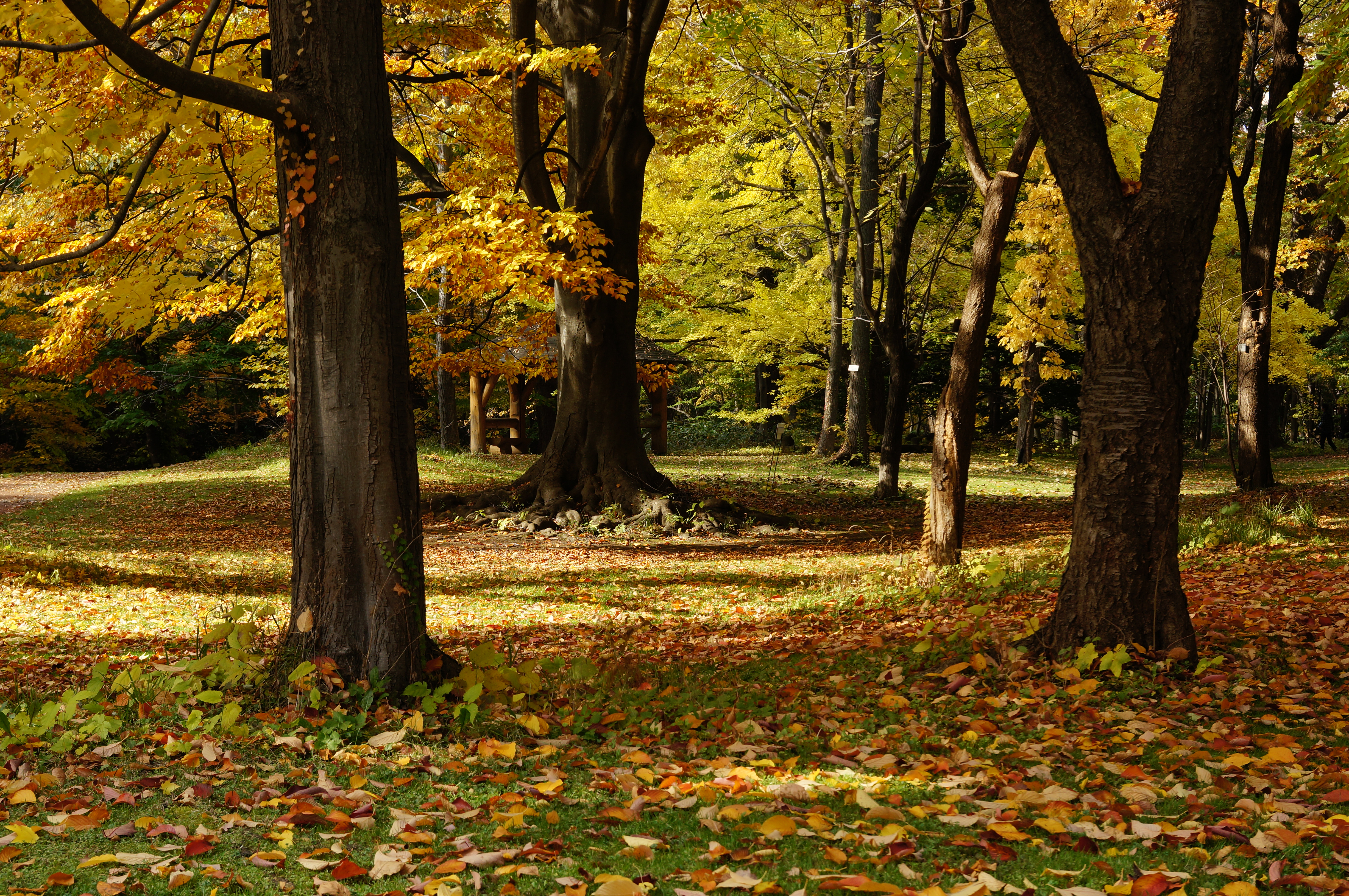 131103 Hokkaido University Botanical Gardens Sapporo Hokkaido Japan12s5