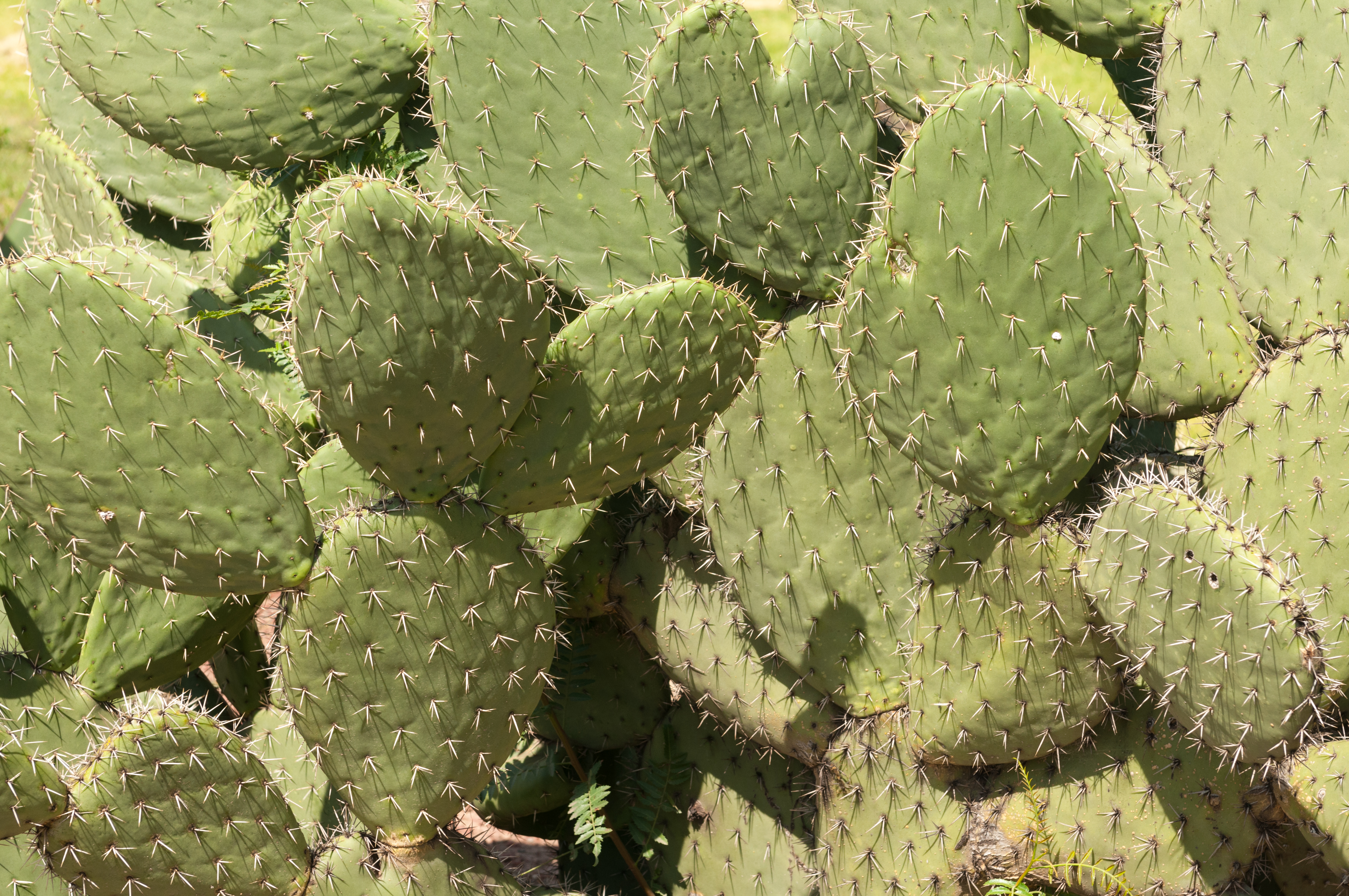 15-07-13-Teotihuacán-RalfR-N3S 9198