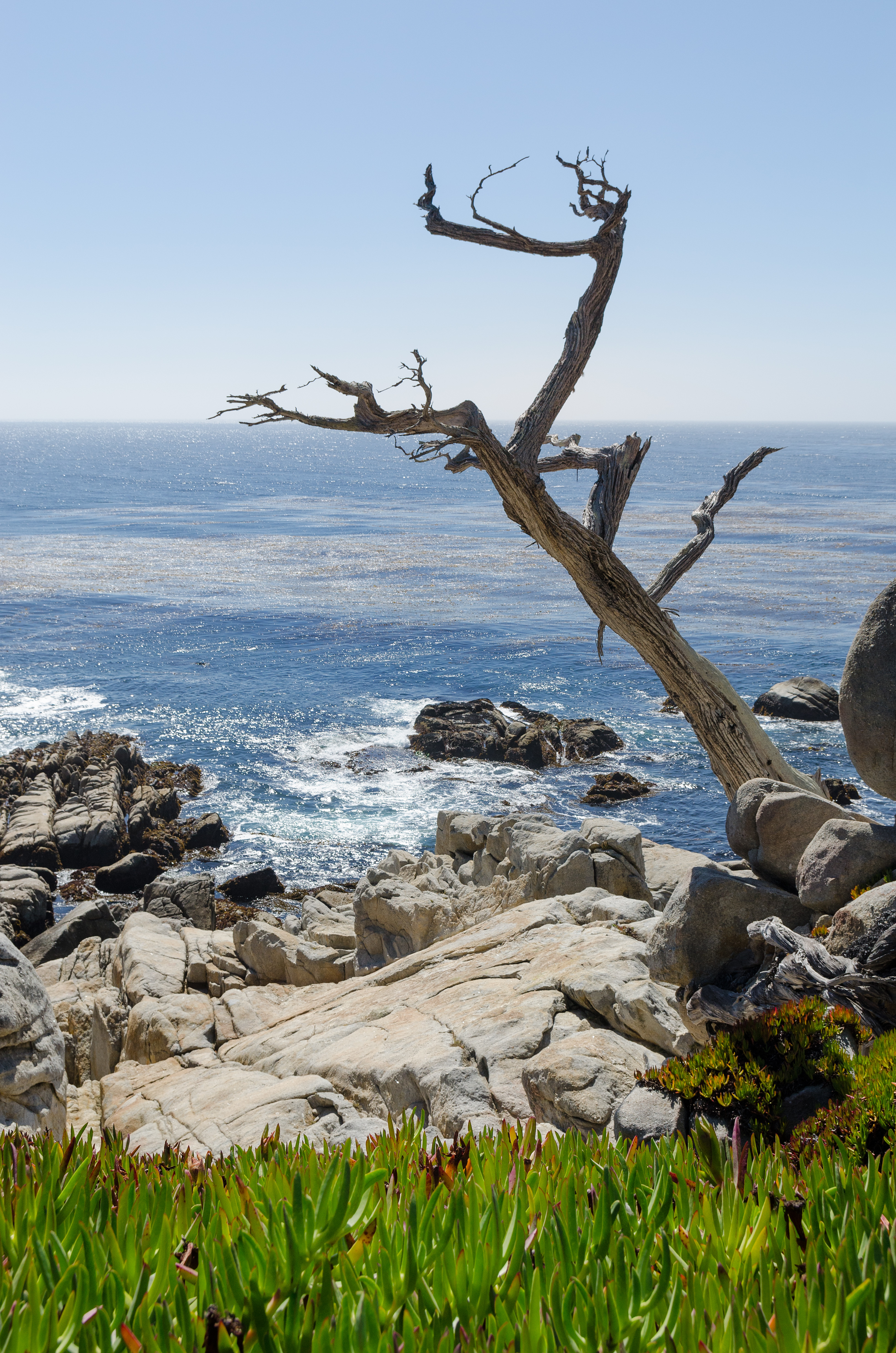 17-Mile Drive Dead Crypress 02 2013