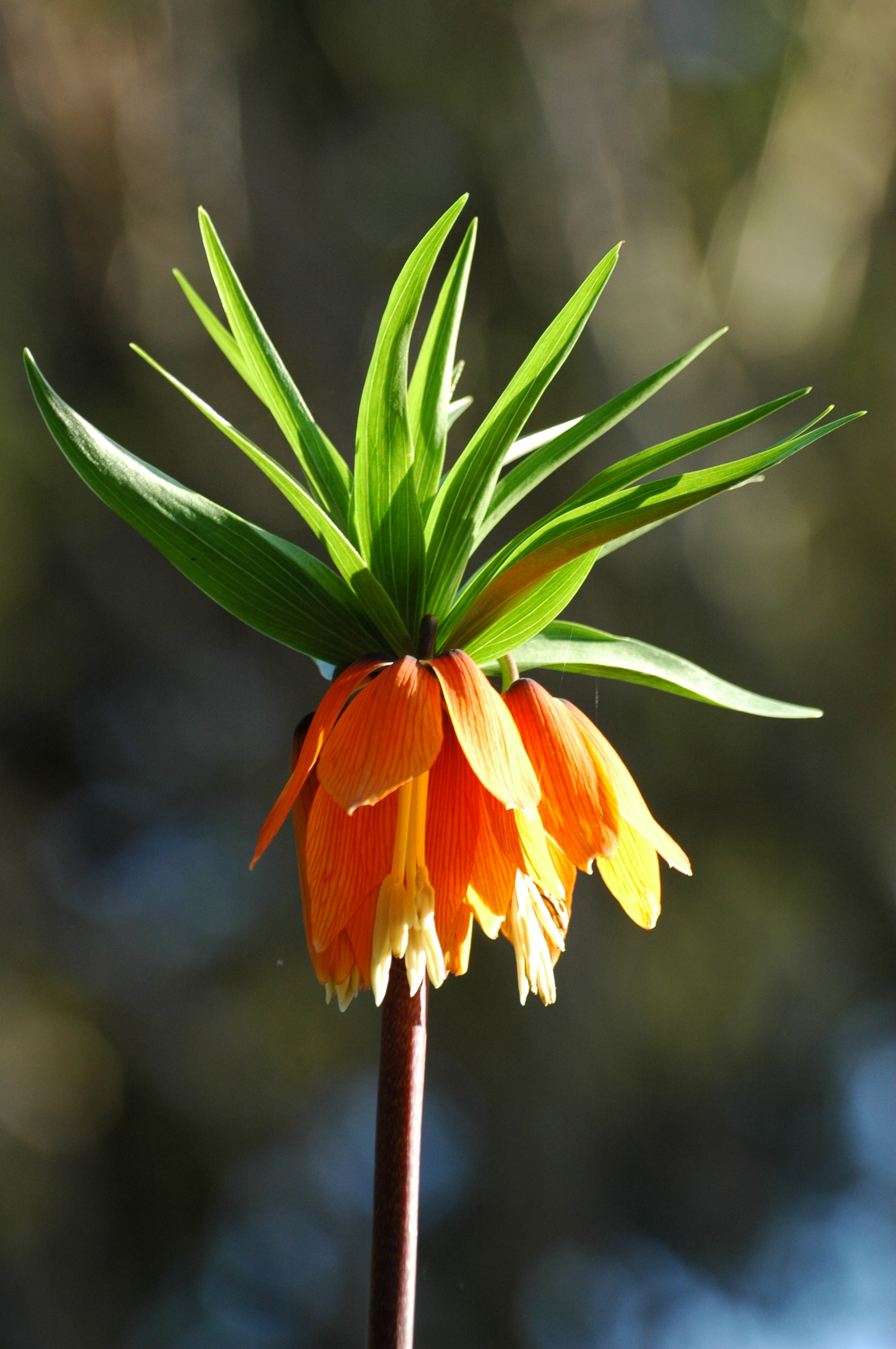 2006-04-11 (1) Kaiserblume Fritillaria