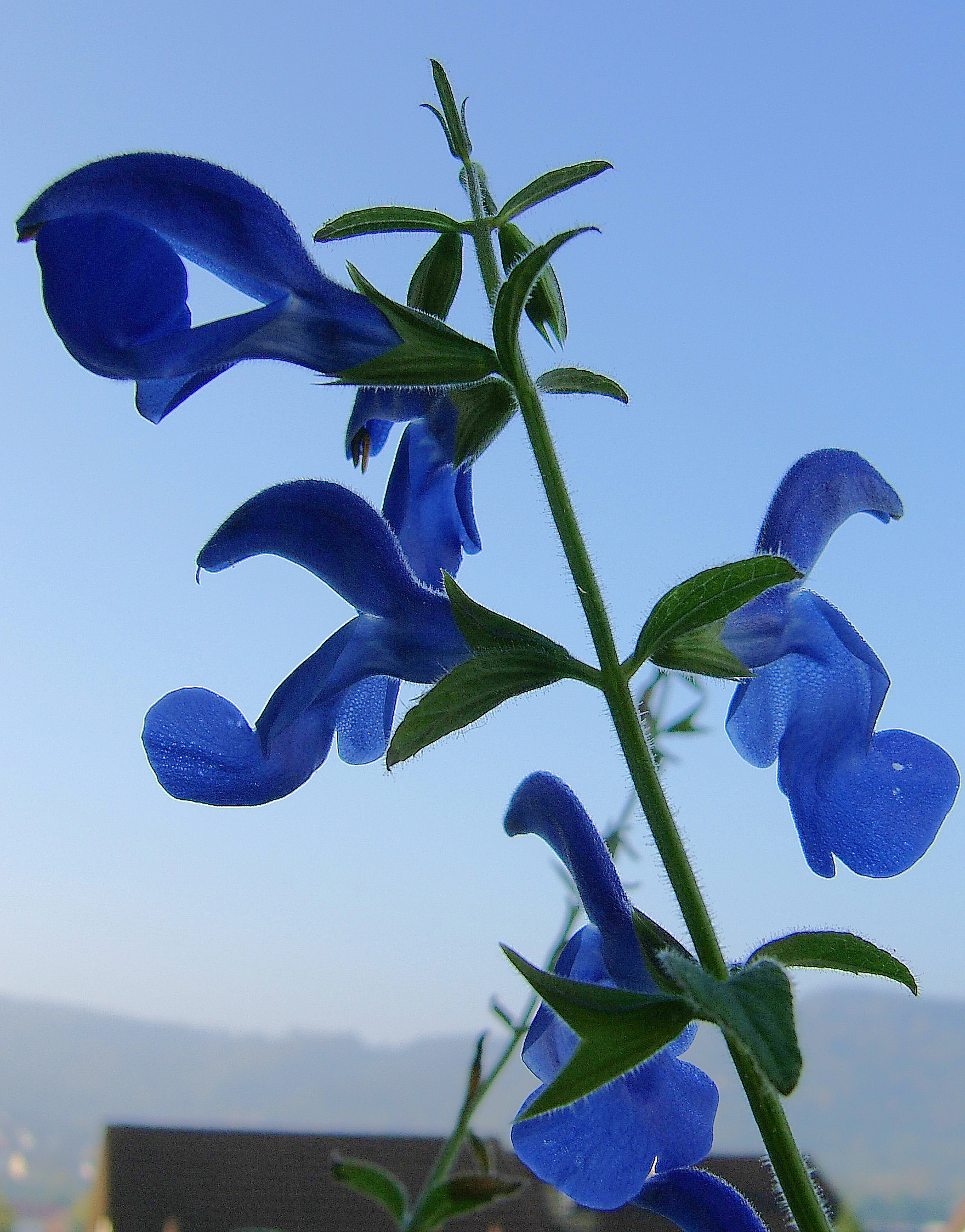 2006-10-16-Salvia9
