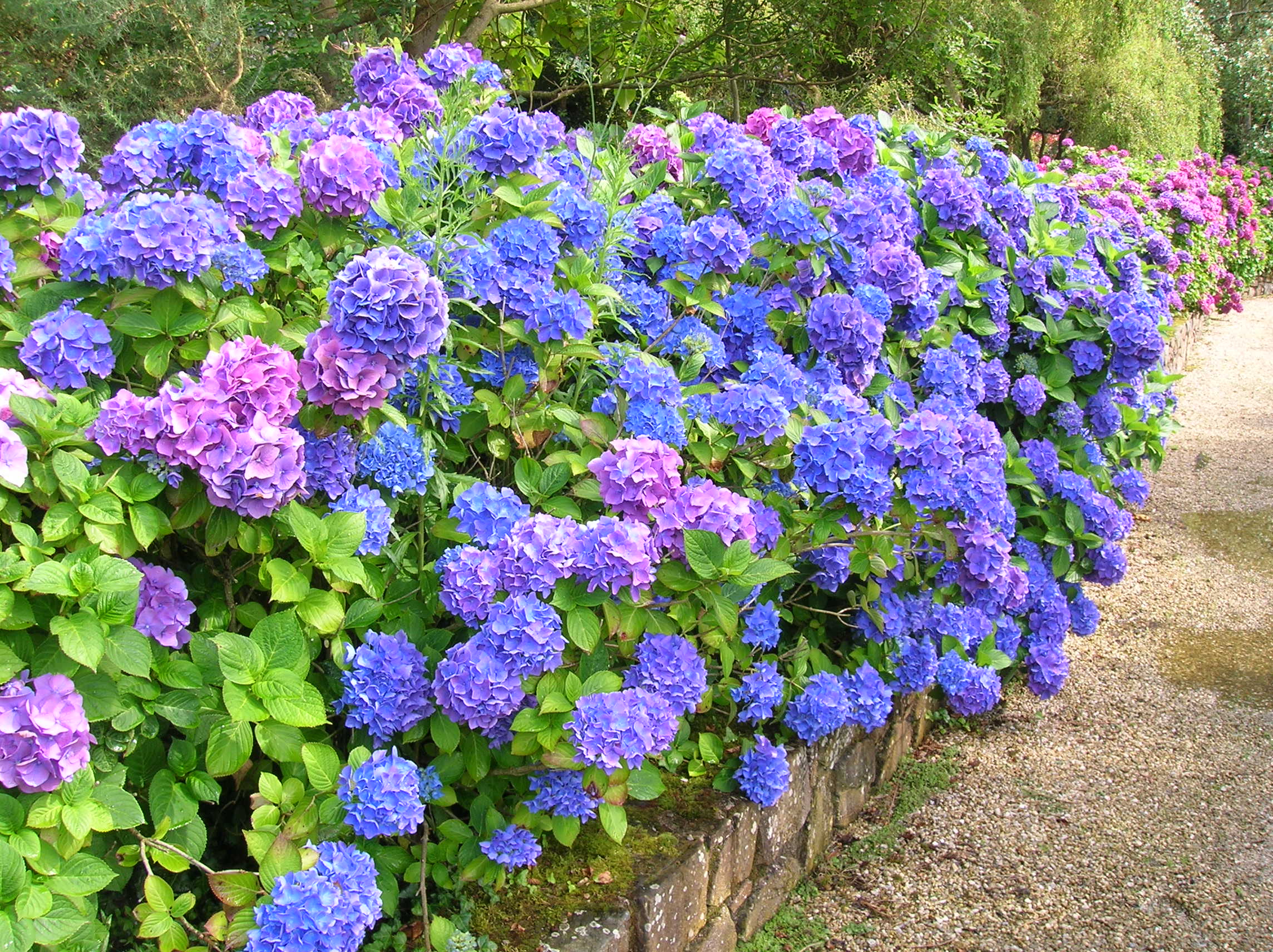 200707 x Hortensia 01