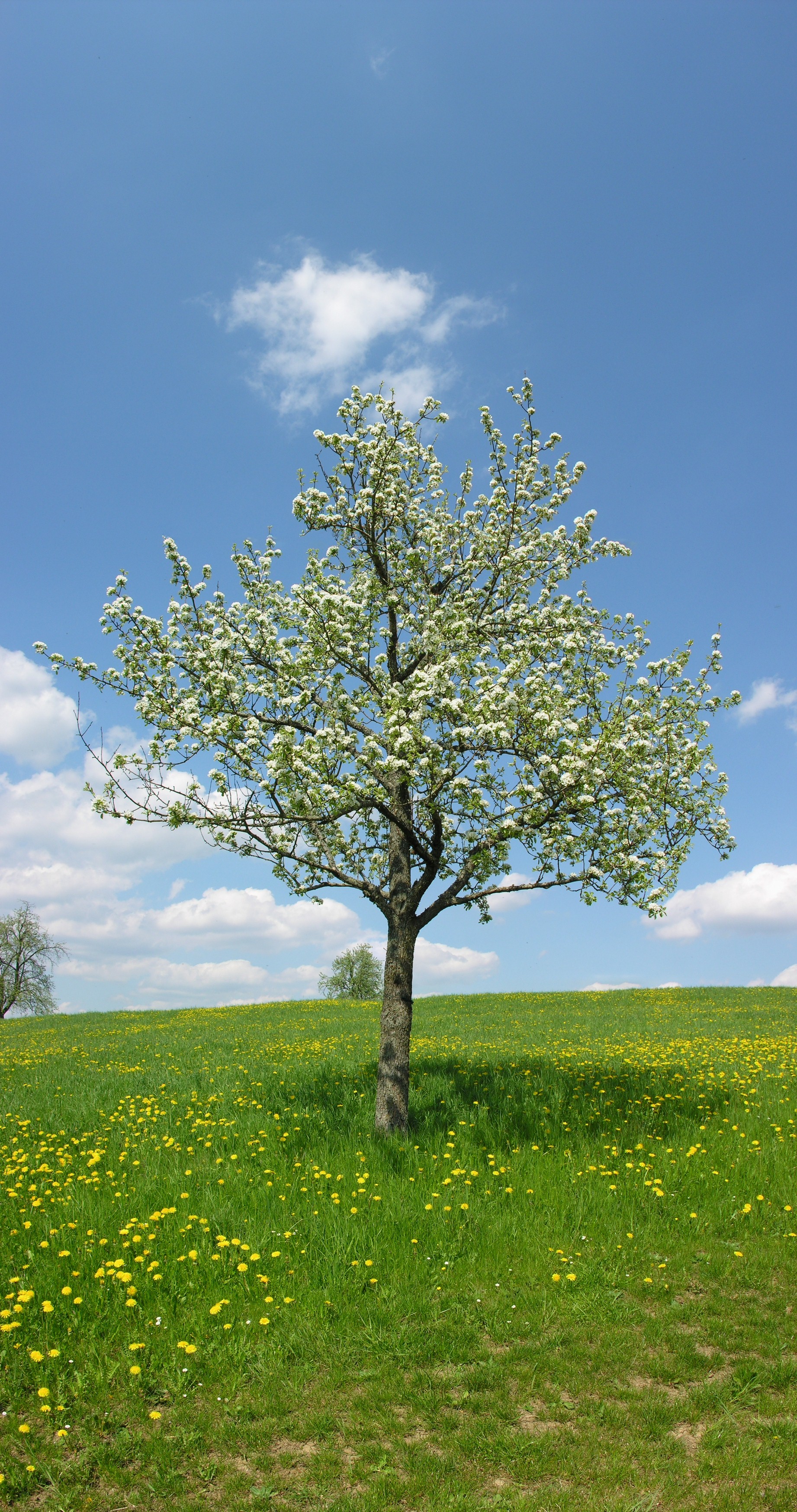 2008-05-03 Birnbaum bei Watterdingen