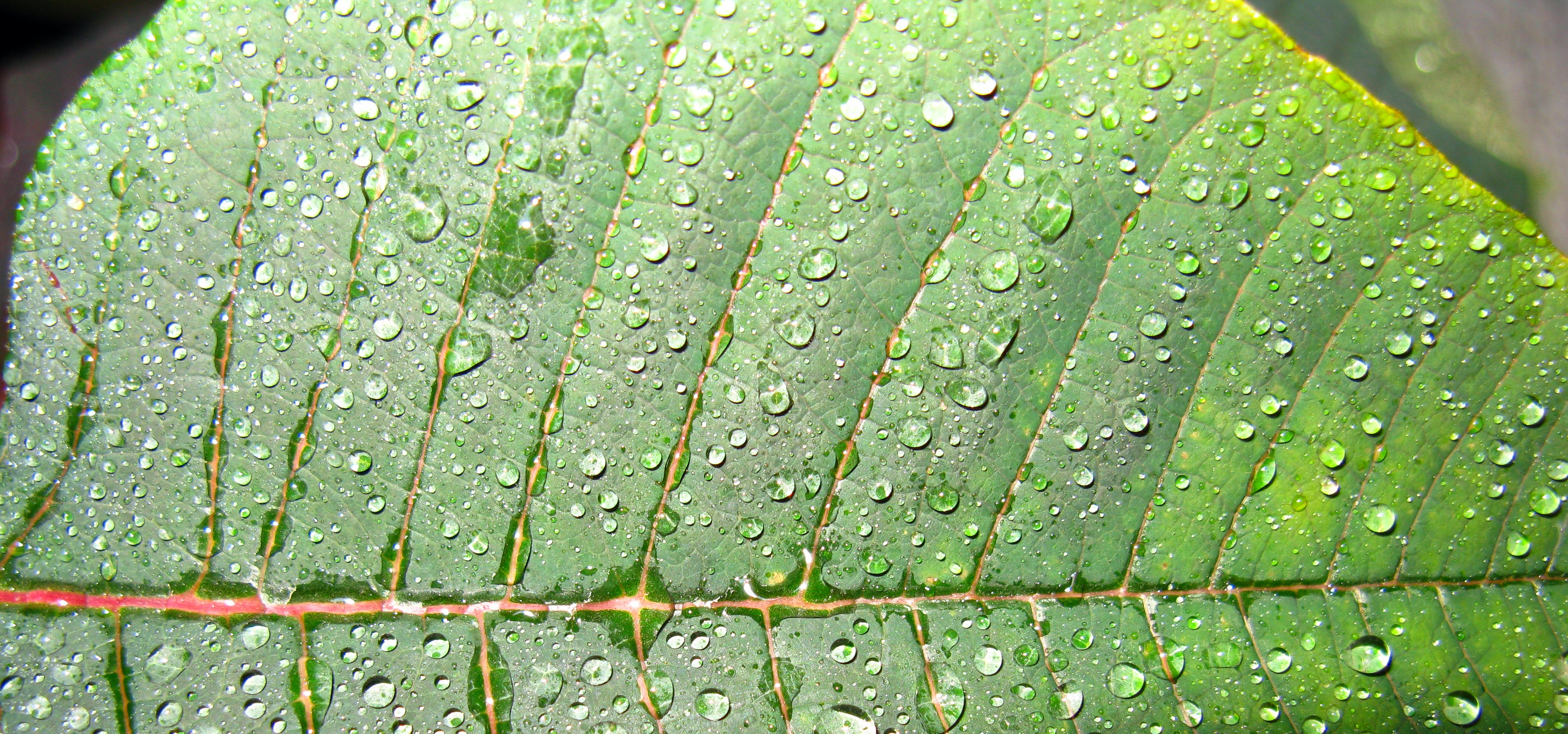 2008 05 17 - Euphorbia pulcherrima 05a