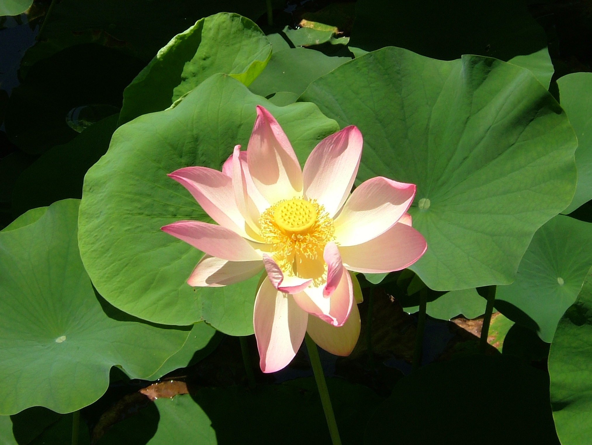 2008 07 Botanical Garden Meran 71740R0433