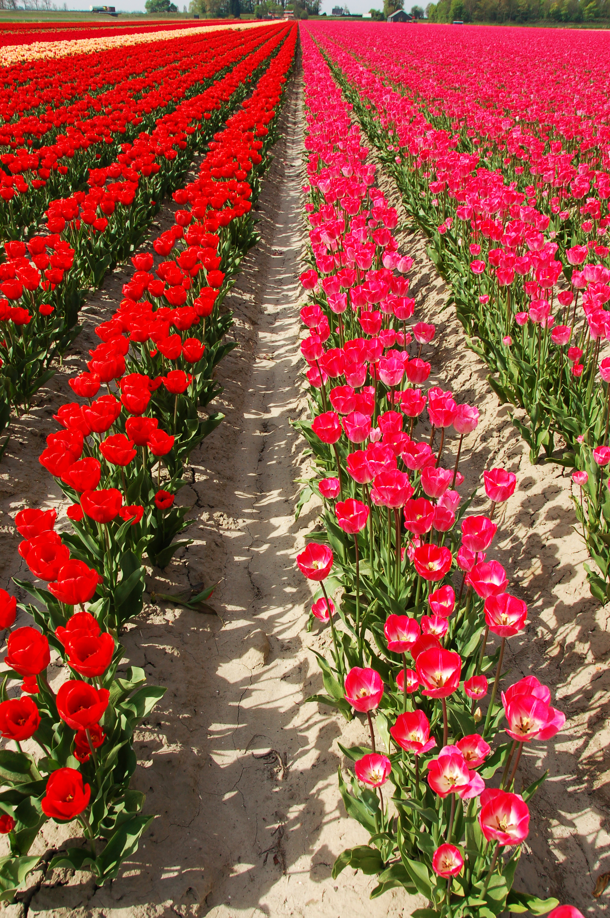 2010-04-29-tulpen-by-RalfR-14