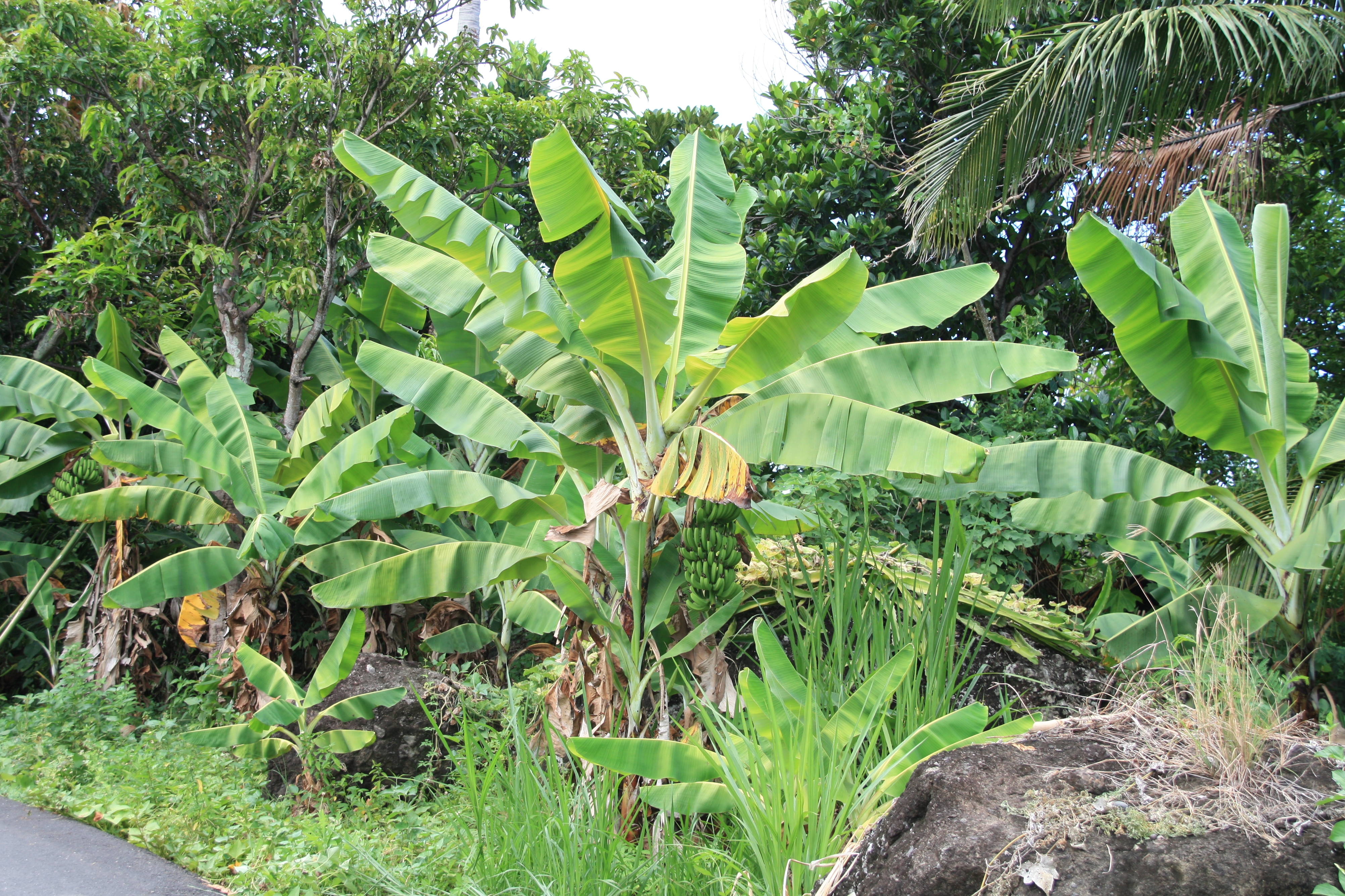 2010 07 18630 6518 Chenggong Township, Taiwan, Banana