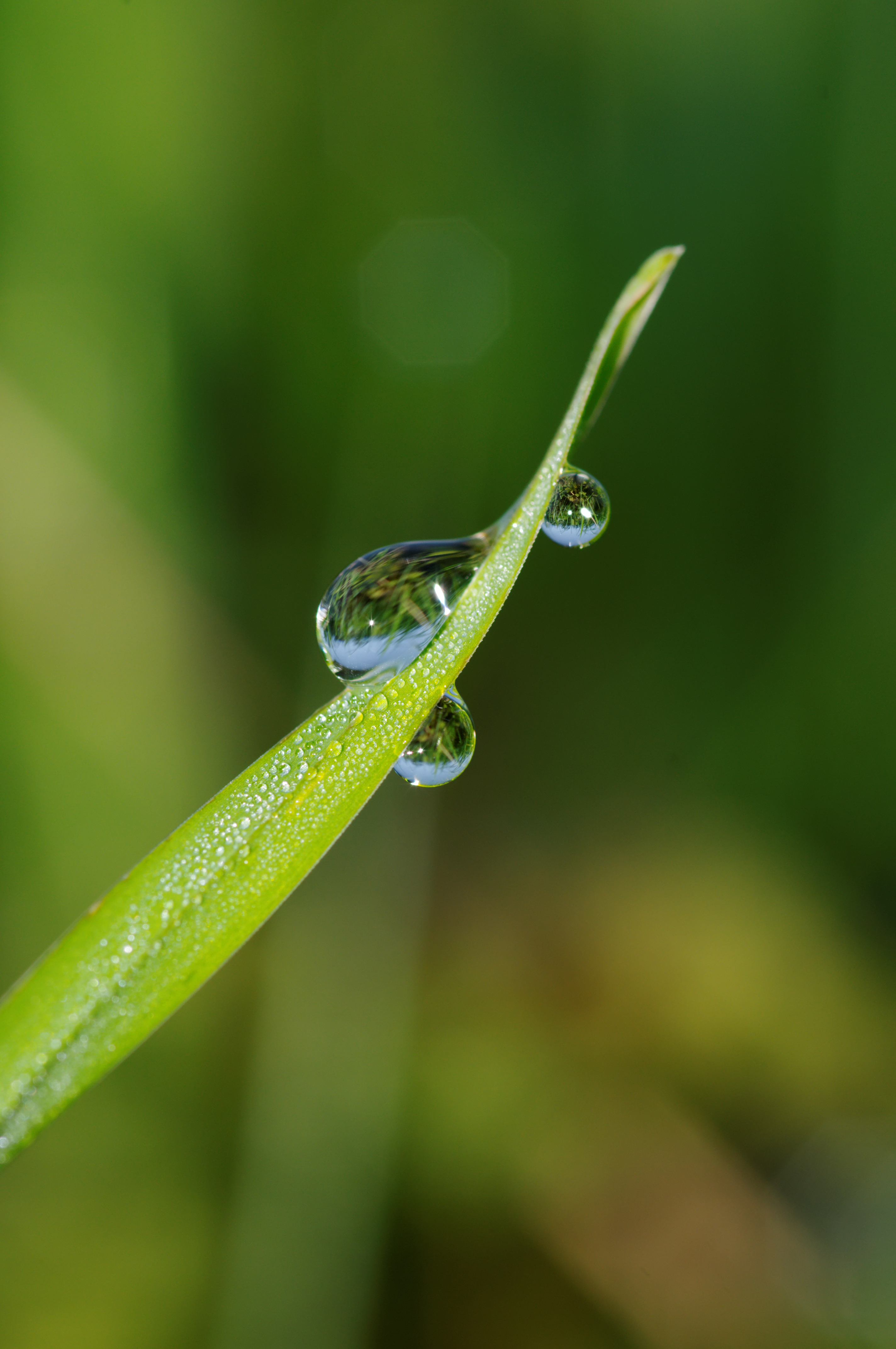 2011-09-10 10-42-10-gouttes