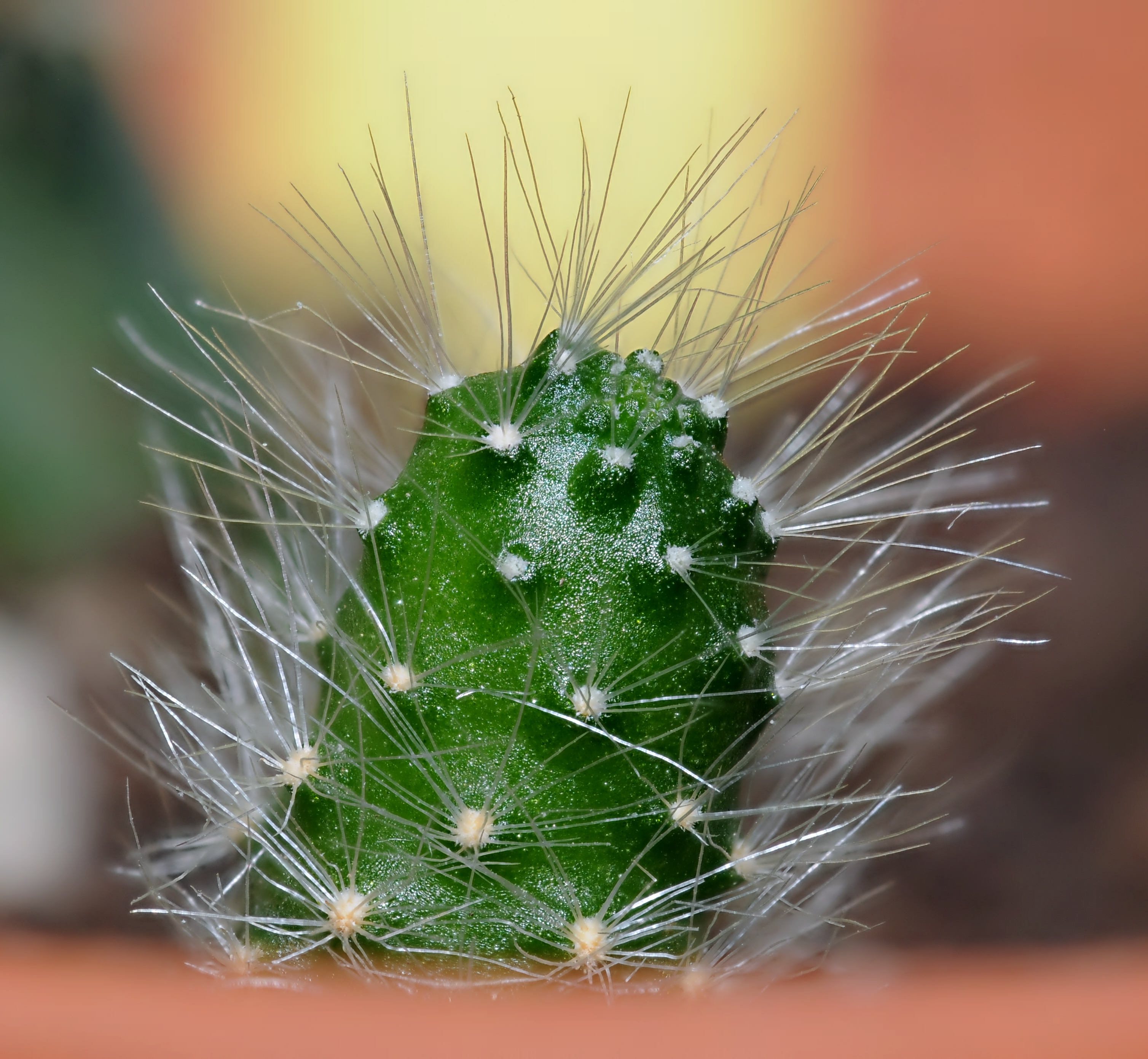 2011-07-21-cactaceae-1
