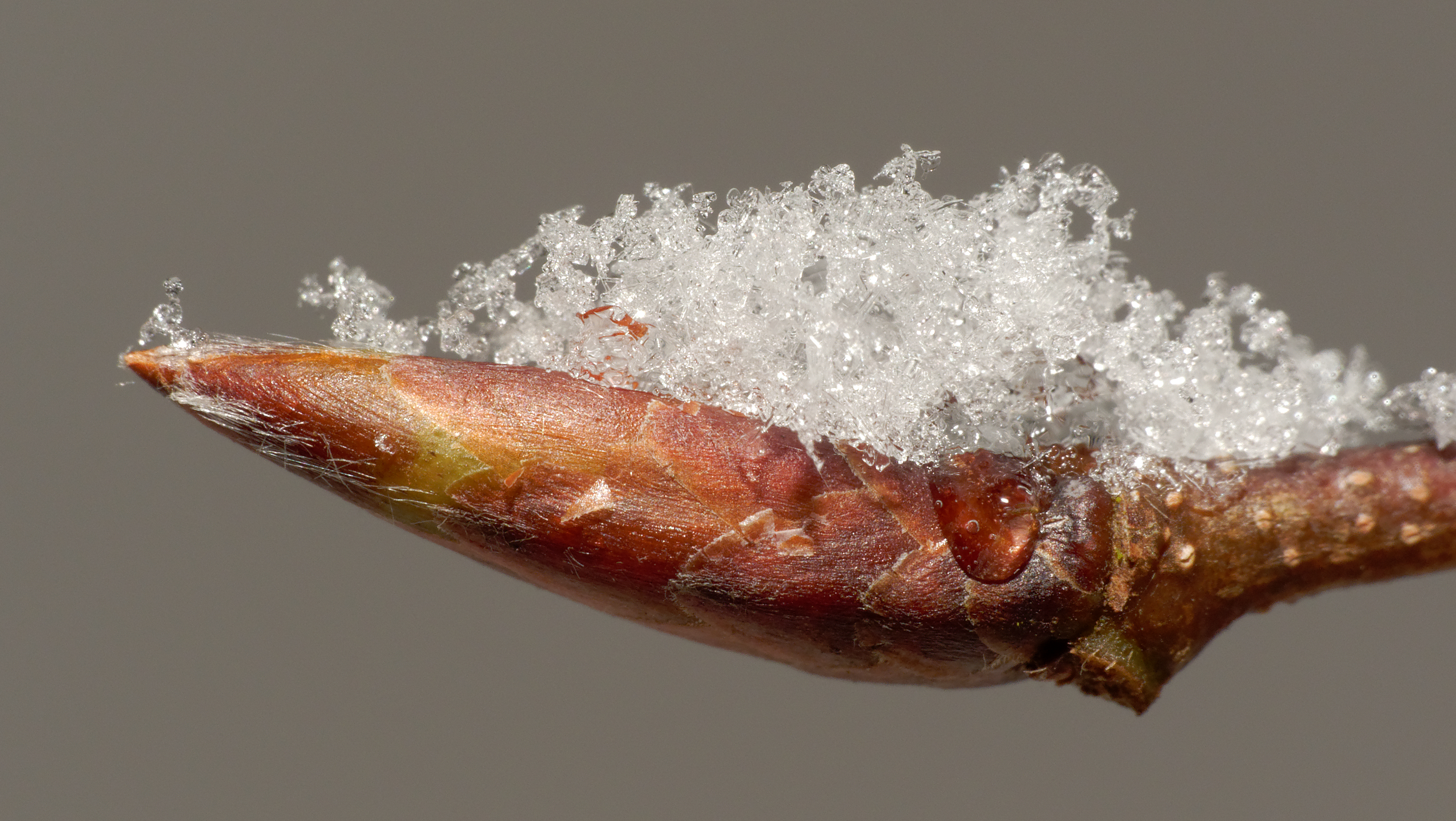 2012-12-08 11-26-52-neige