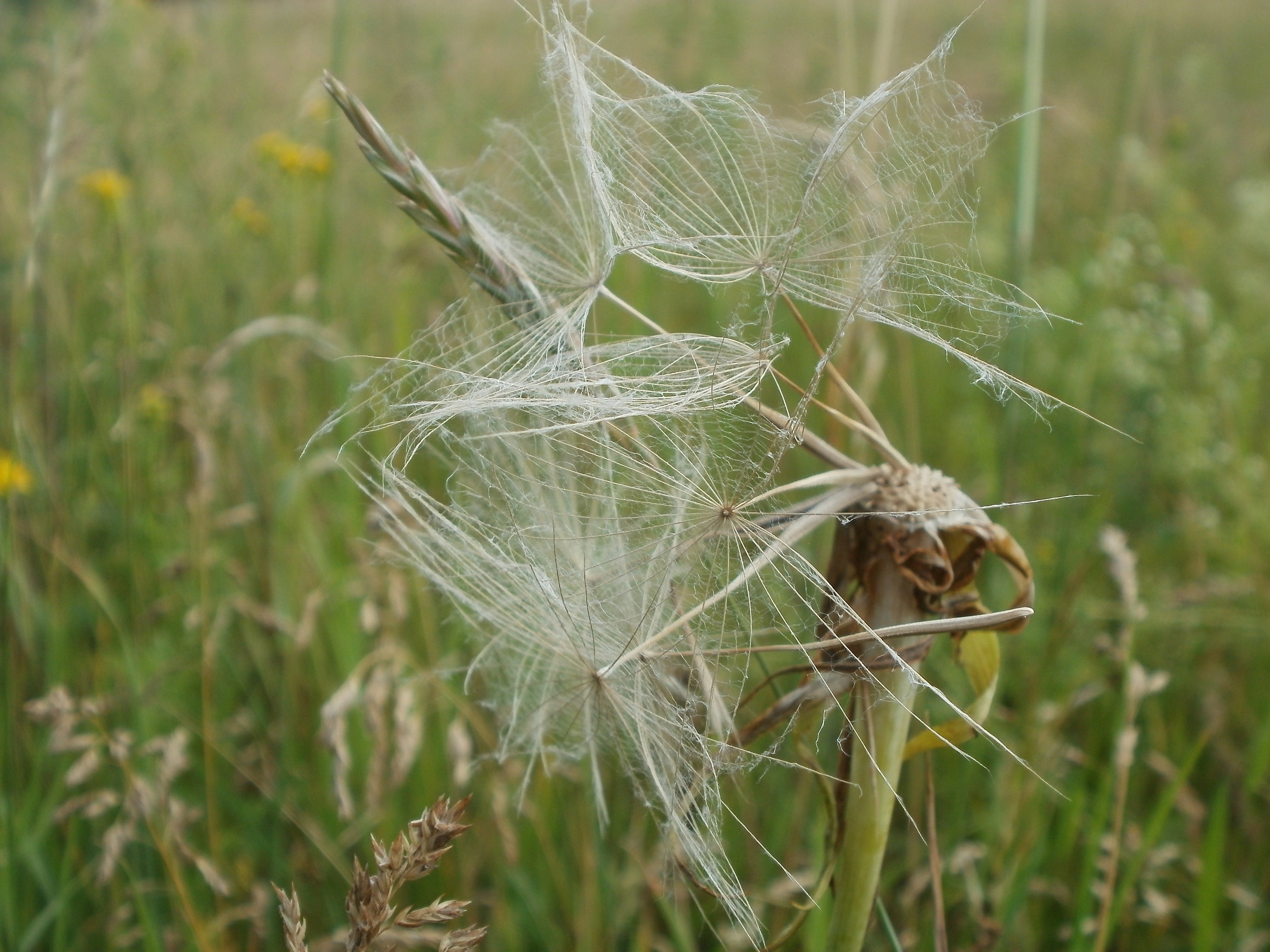 20120611Wiesenbluete Hockenheim21