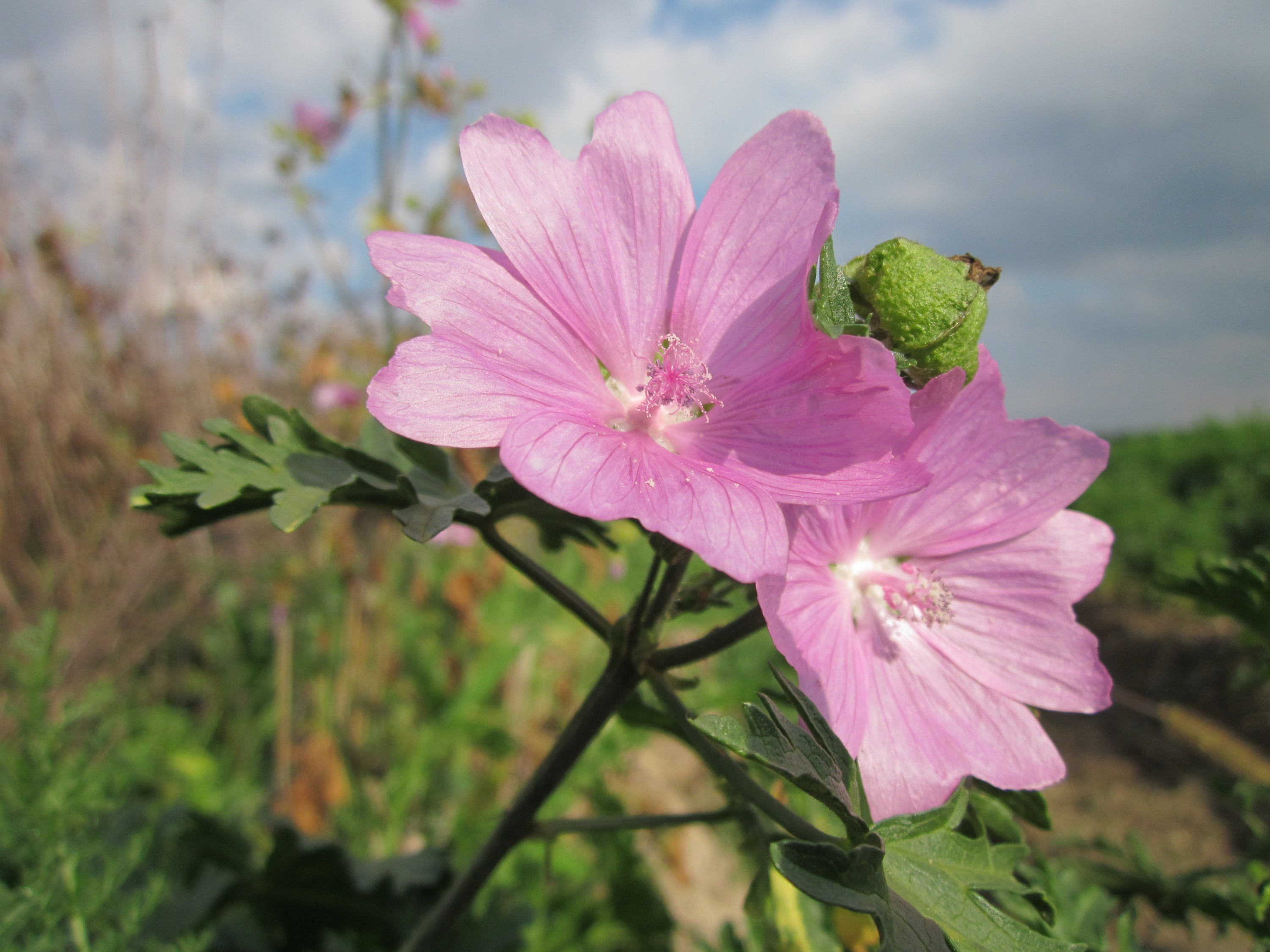 20120922Malve Walldorf5