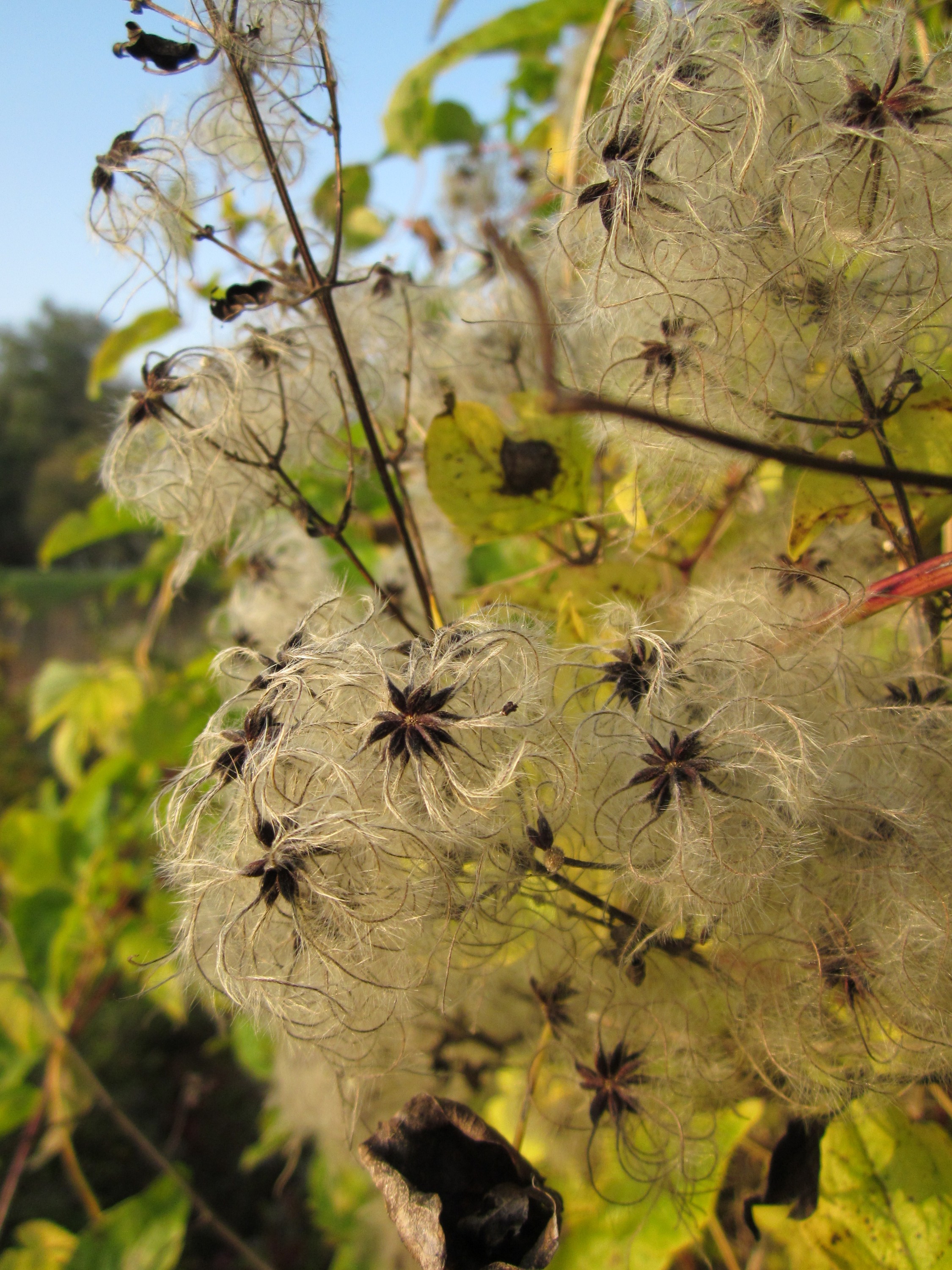 20121023Waldrebe Schleiwiese2