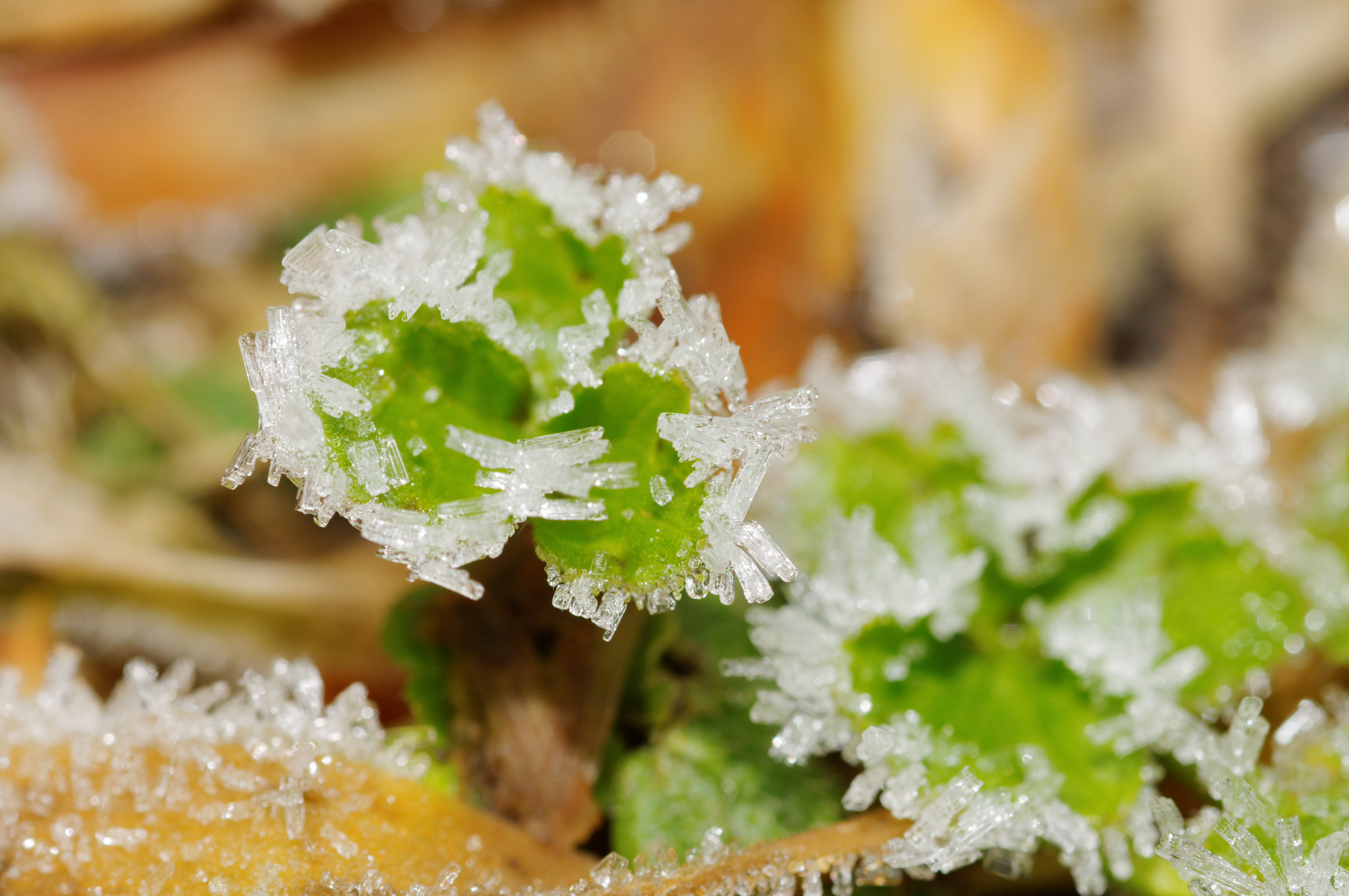 2012-01-14 14-15-56-givre