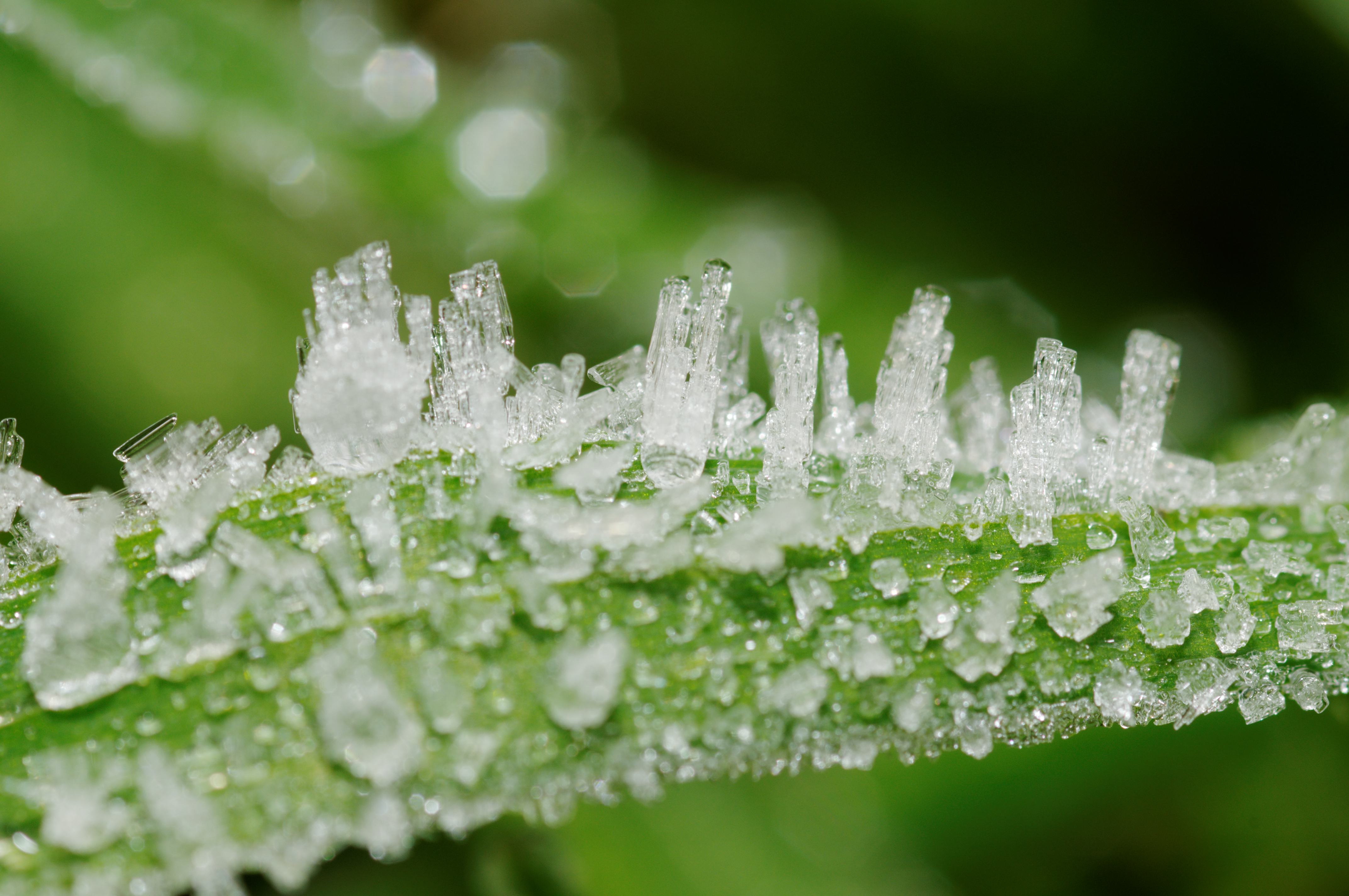 2012-01-14 14-21-54-givre