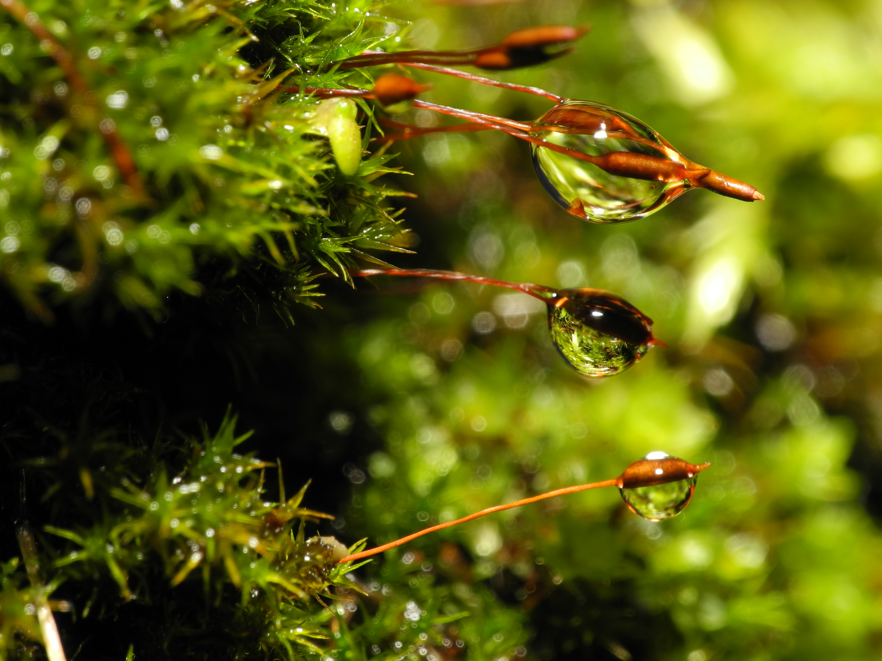 2012-12-23 16-39-50-goutte