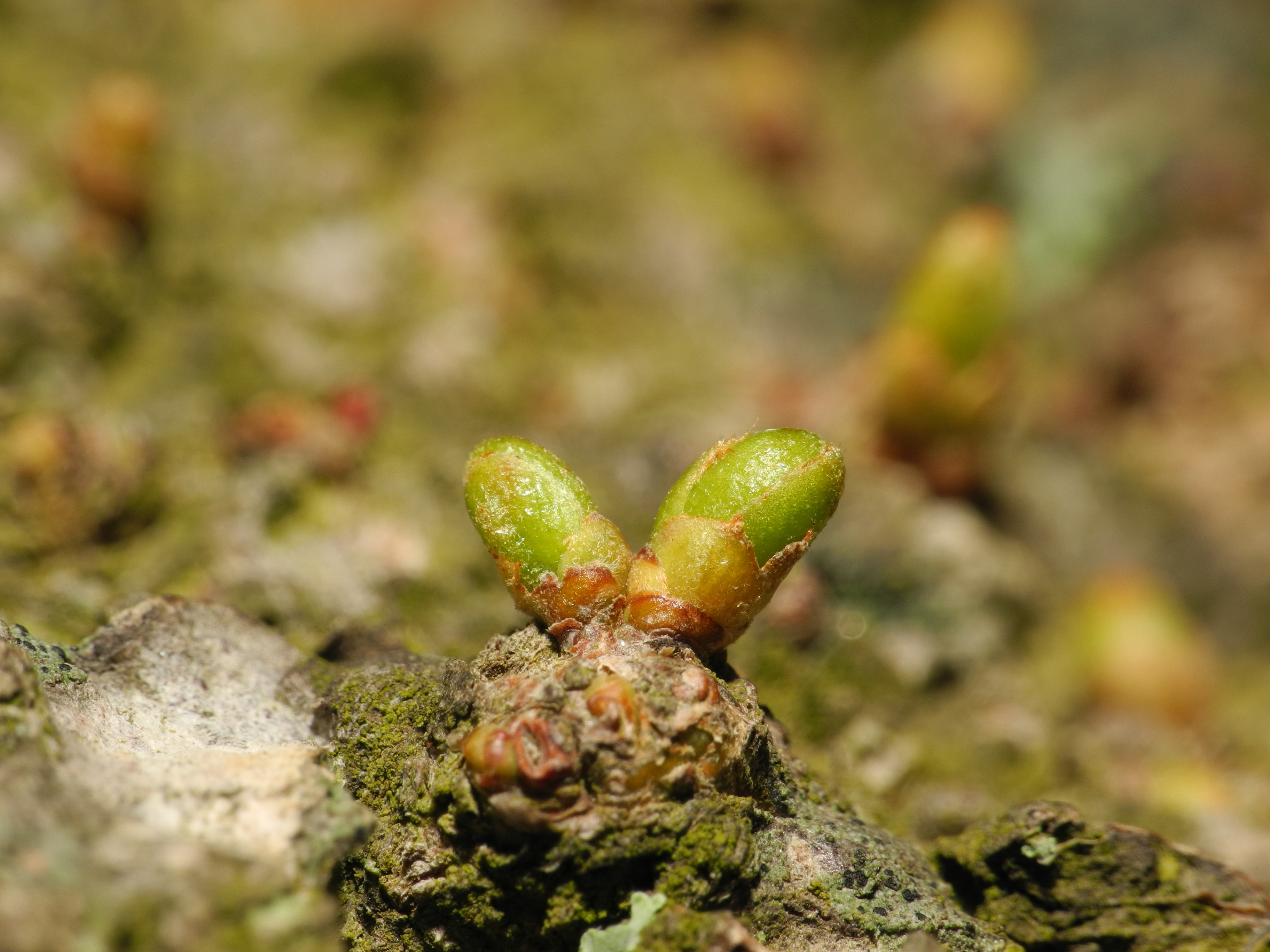 2013-04-29 14-43-40-bourgeons