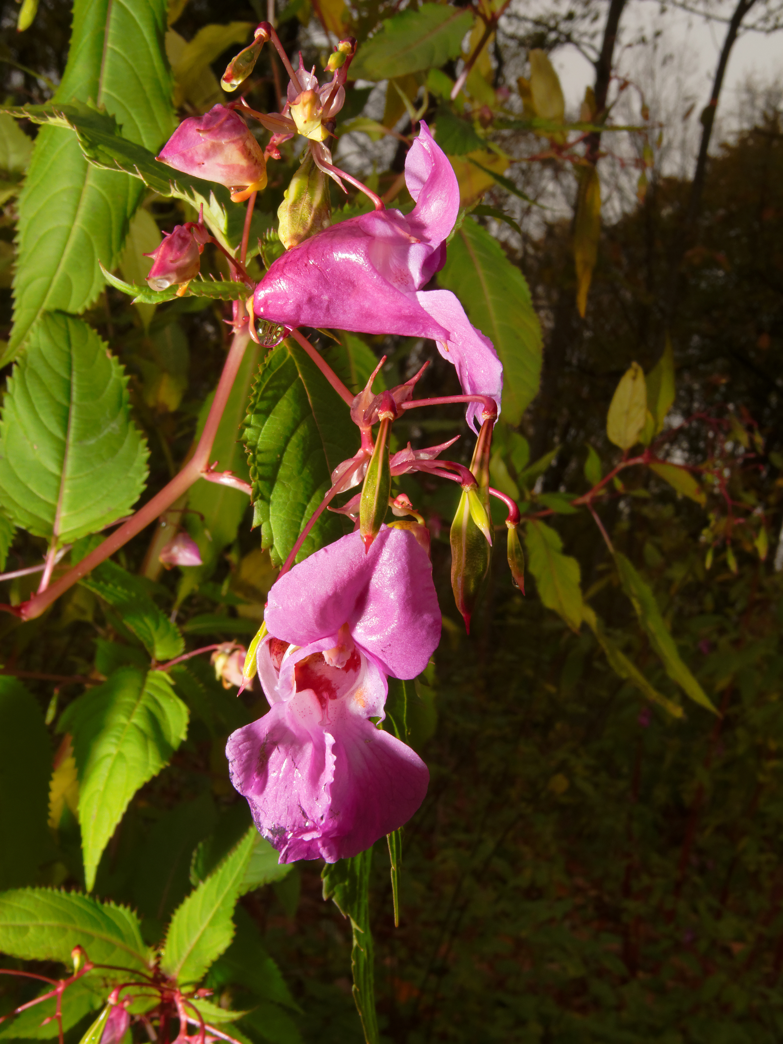 2013-11-05 12-35-54 Impatiens-glandulifera