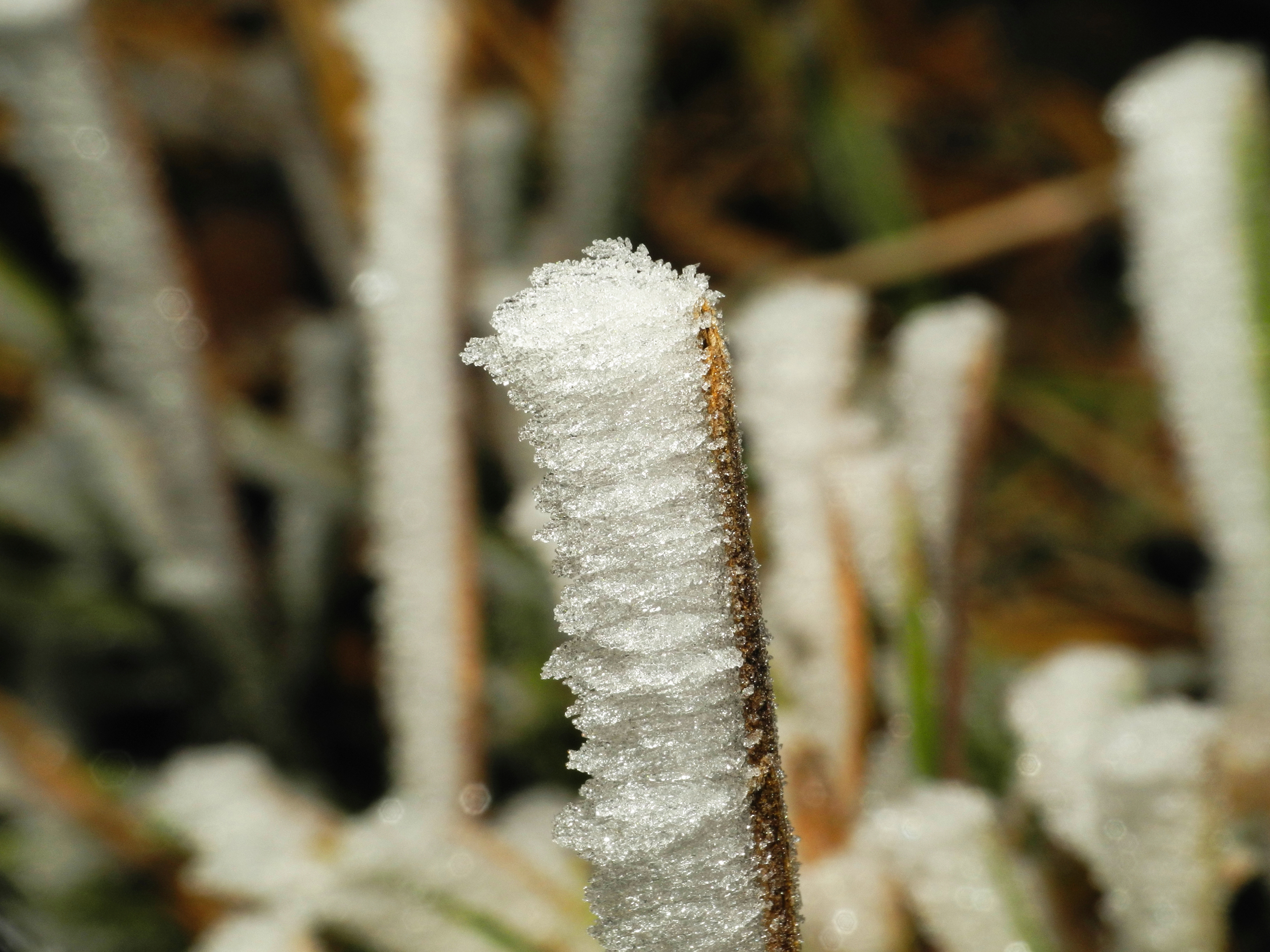 2013-12-13 08-01-43 givre