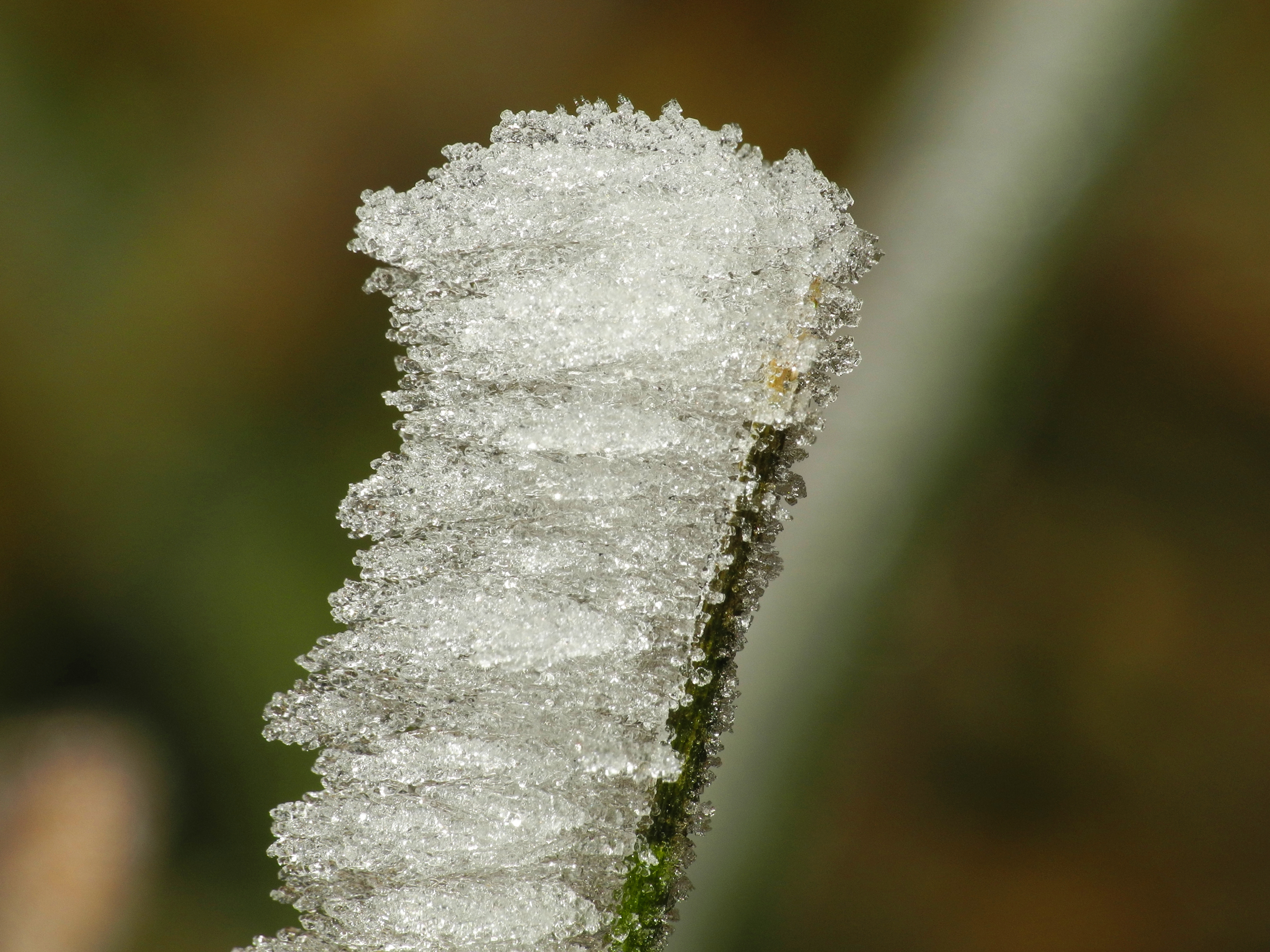 2013-12-13 08-02-39 givre
