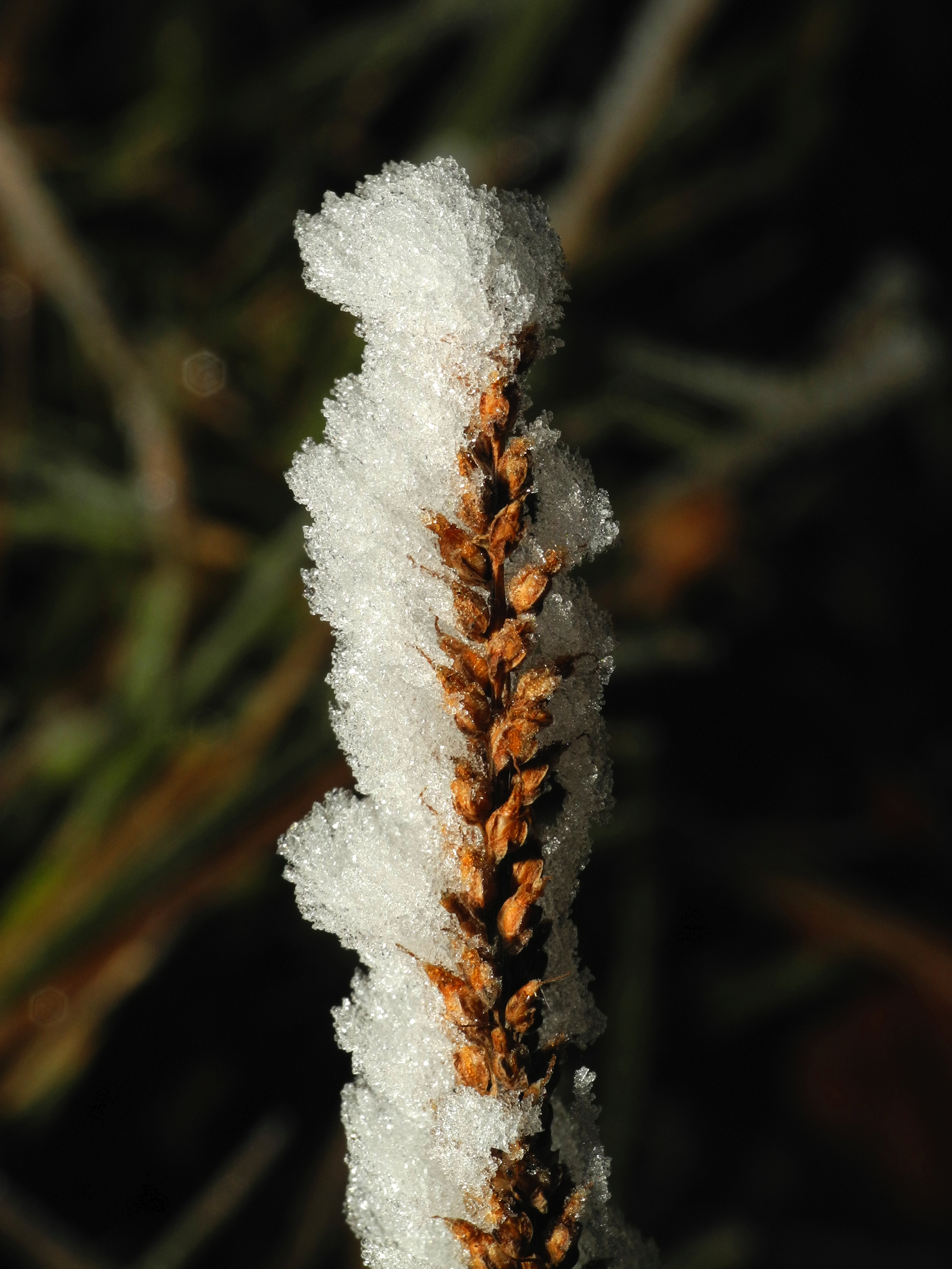 2013-12-13 08-06-07 givre