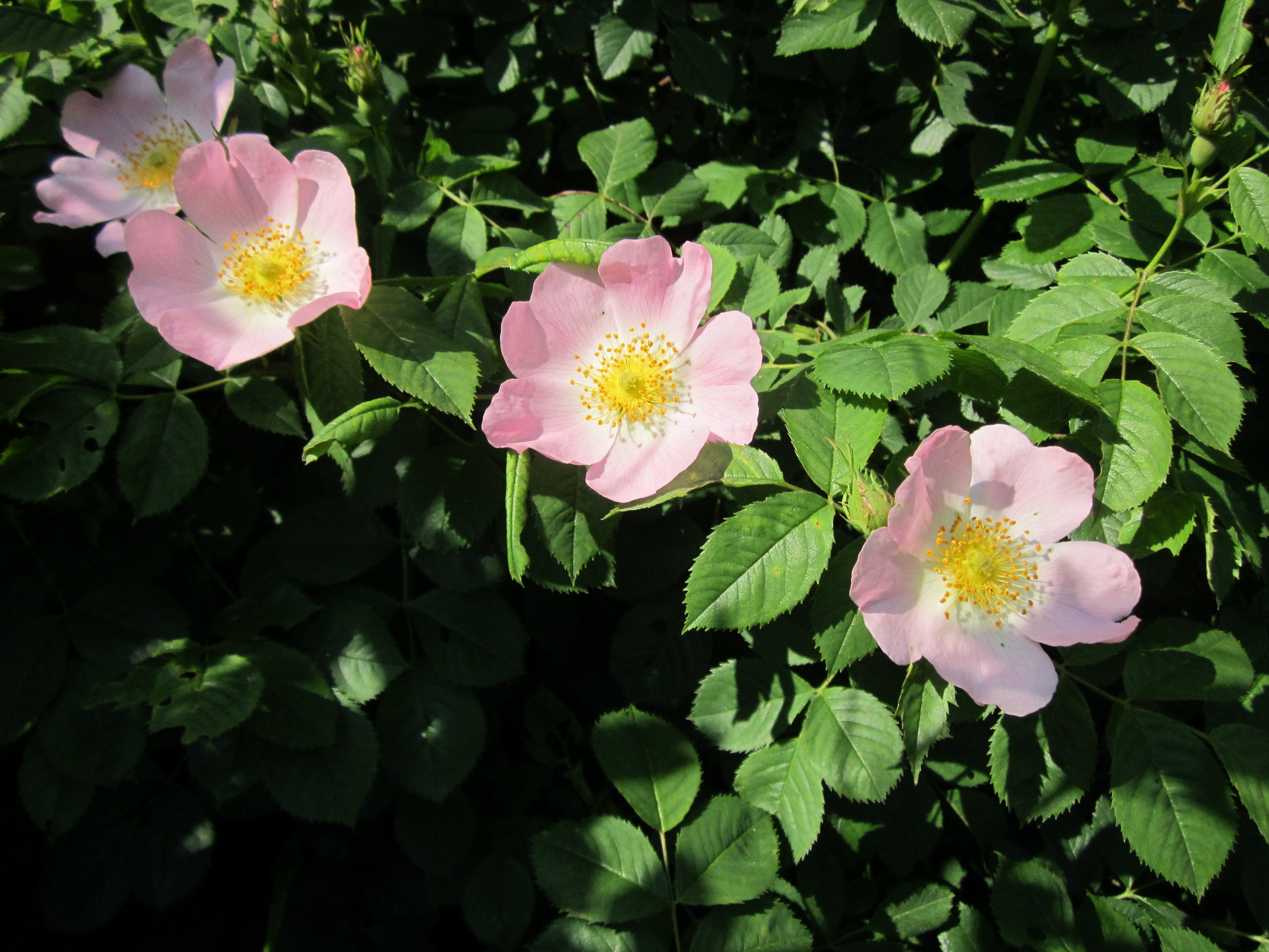 20130528Rosa dumalis05