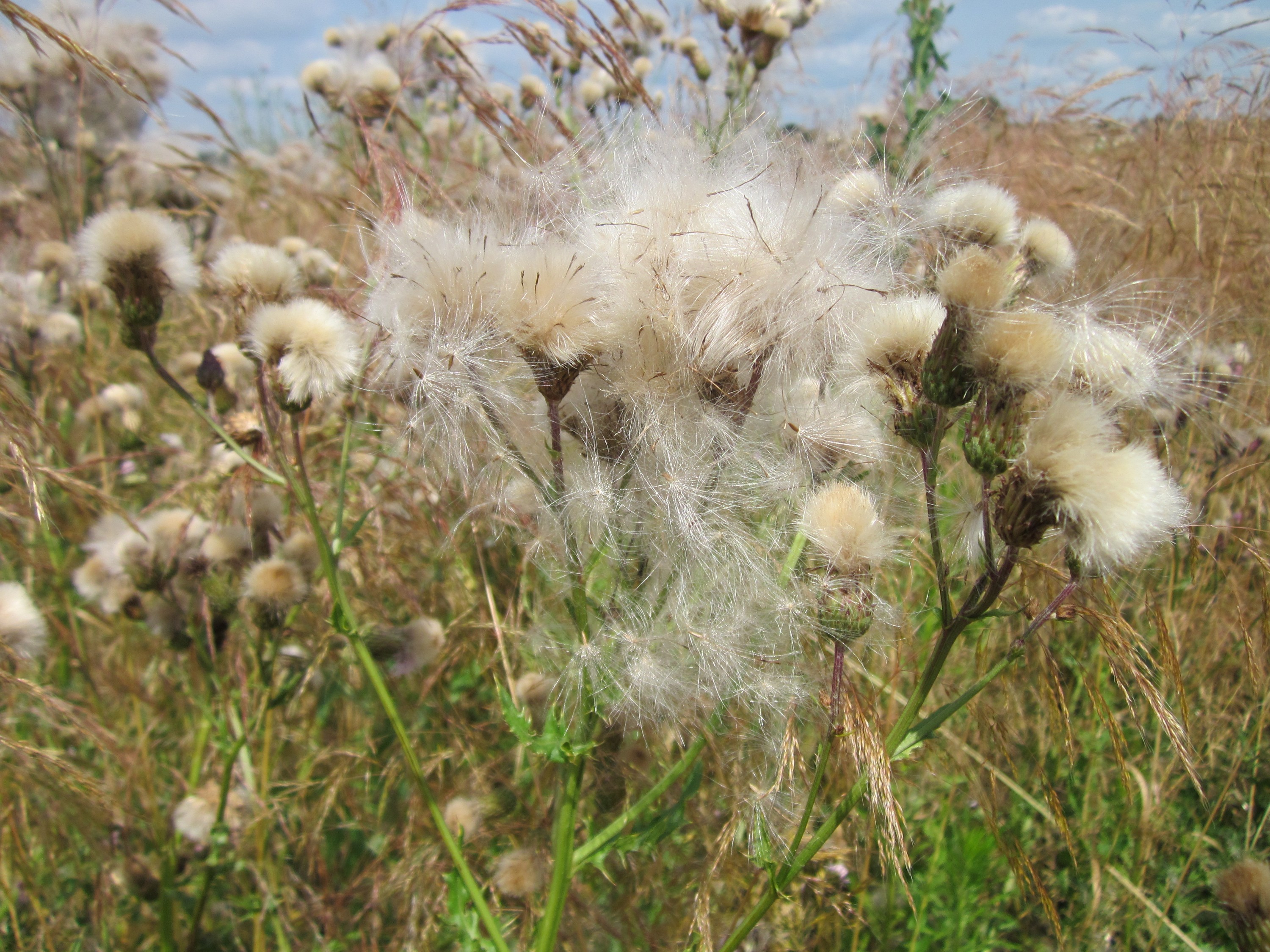 20130712Kratzdistel Hockenheim4