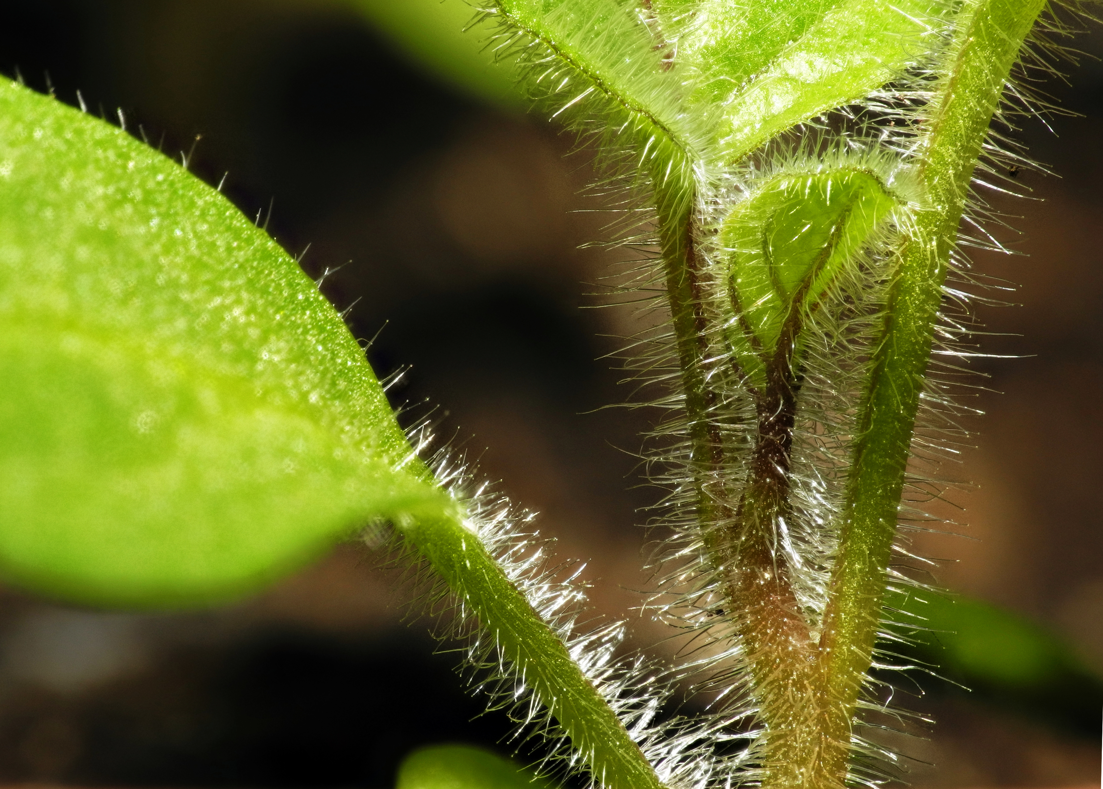 2013-05-03 23-02-21-physalis-14f