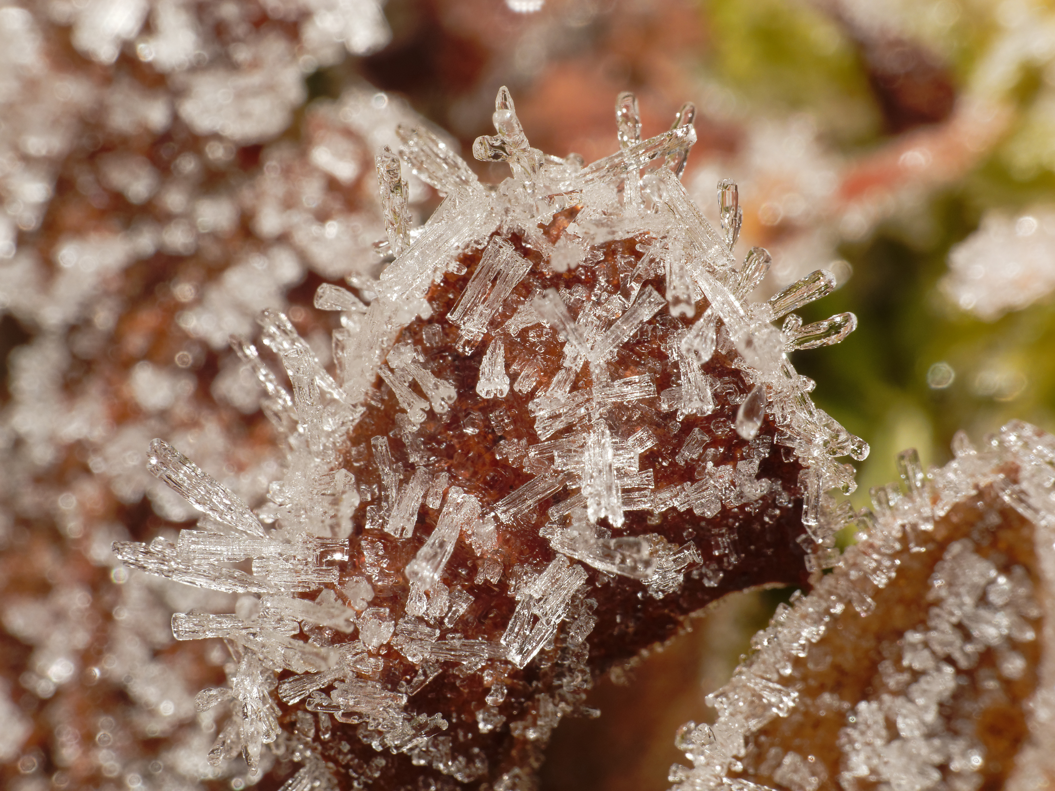 2013-12-16 12-44-28 gelee-blanche