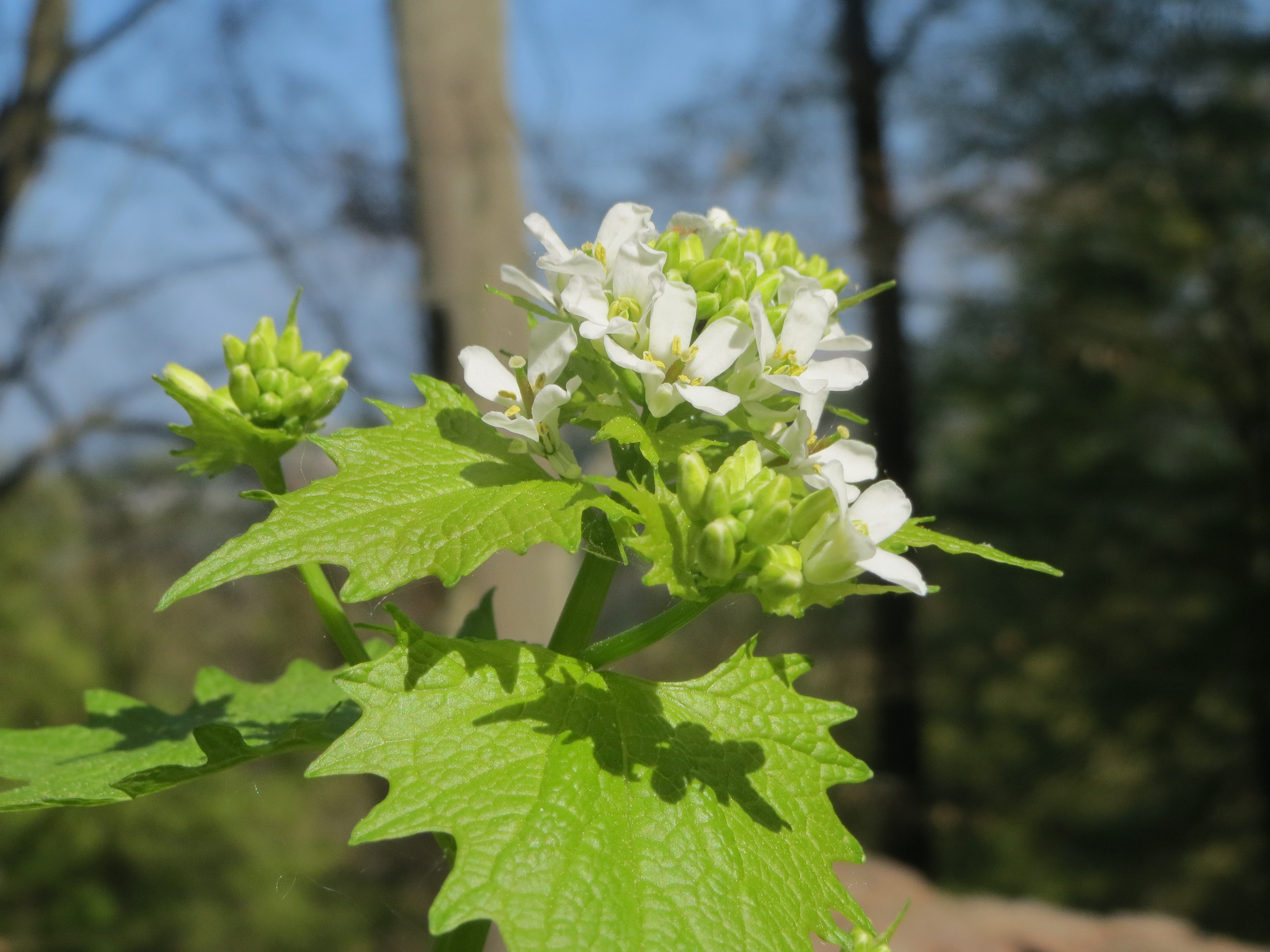 20140413Alliaria petiolata3