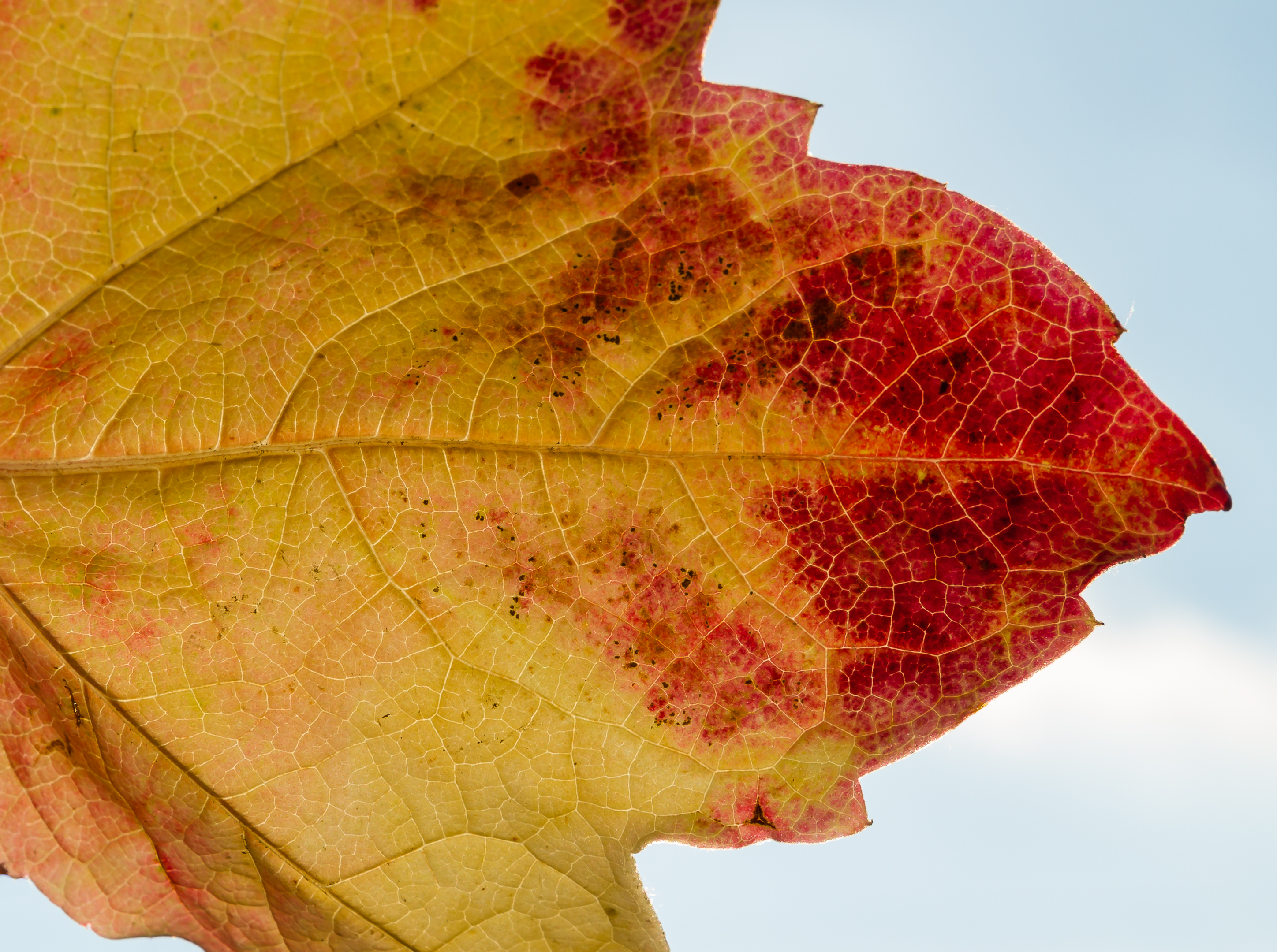2014 11 06 006 Blaetter