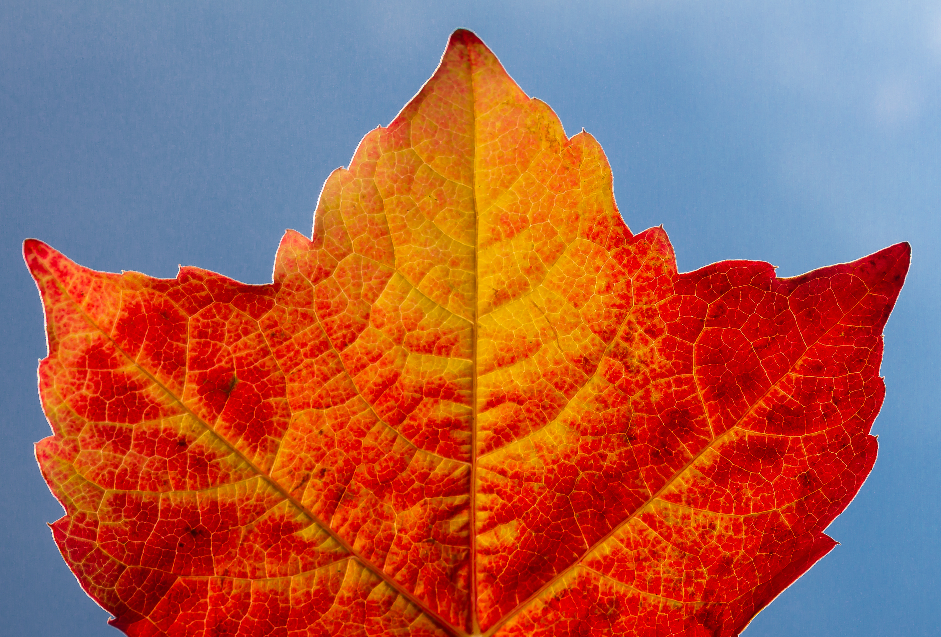 2014 11 06 010 Blaetter