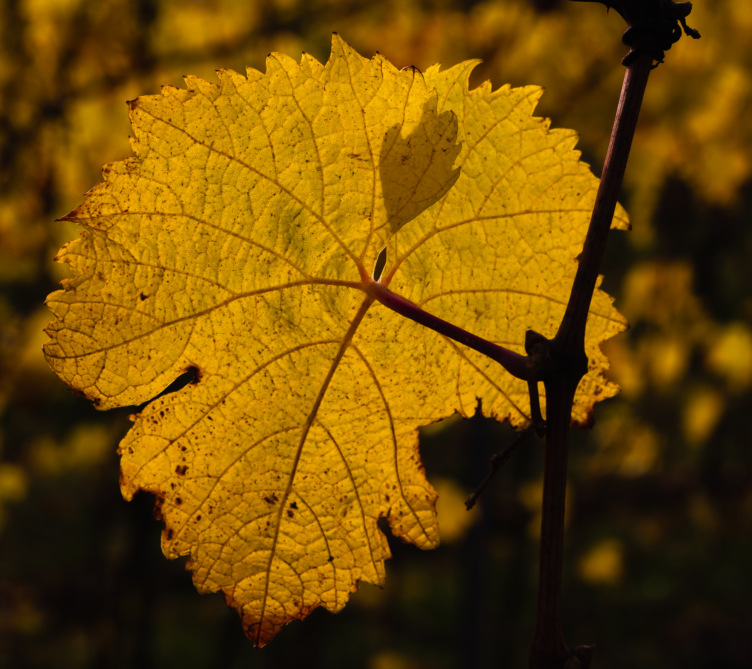 2014 11 09 022 Blaetter