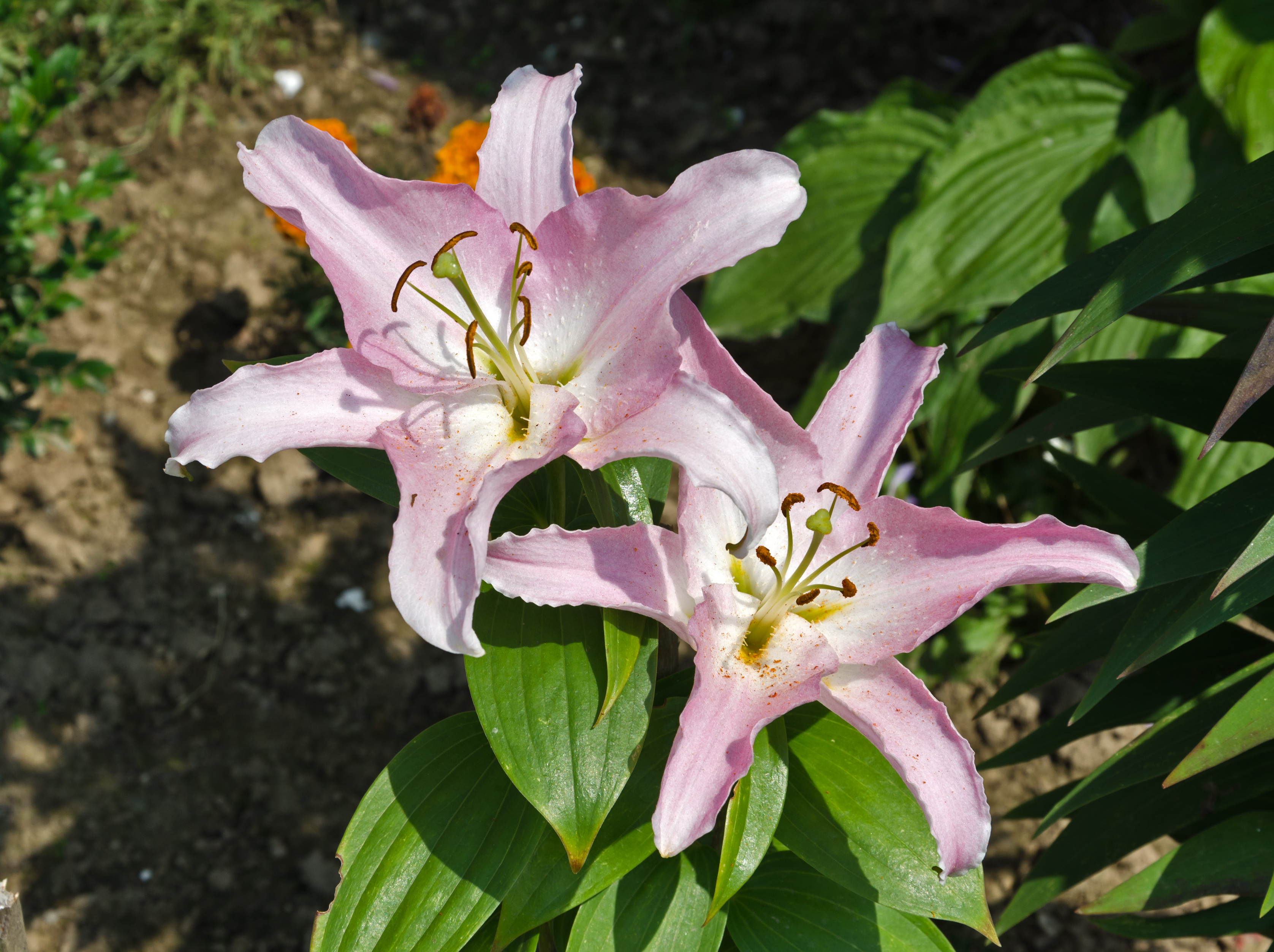 2014 Kwiaty lilii