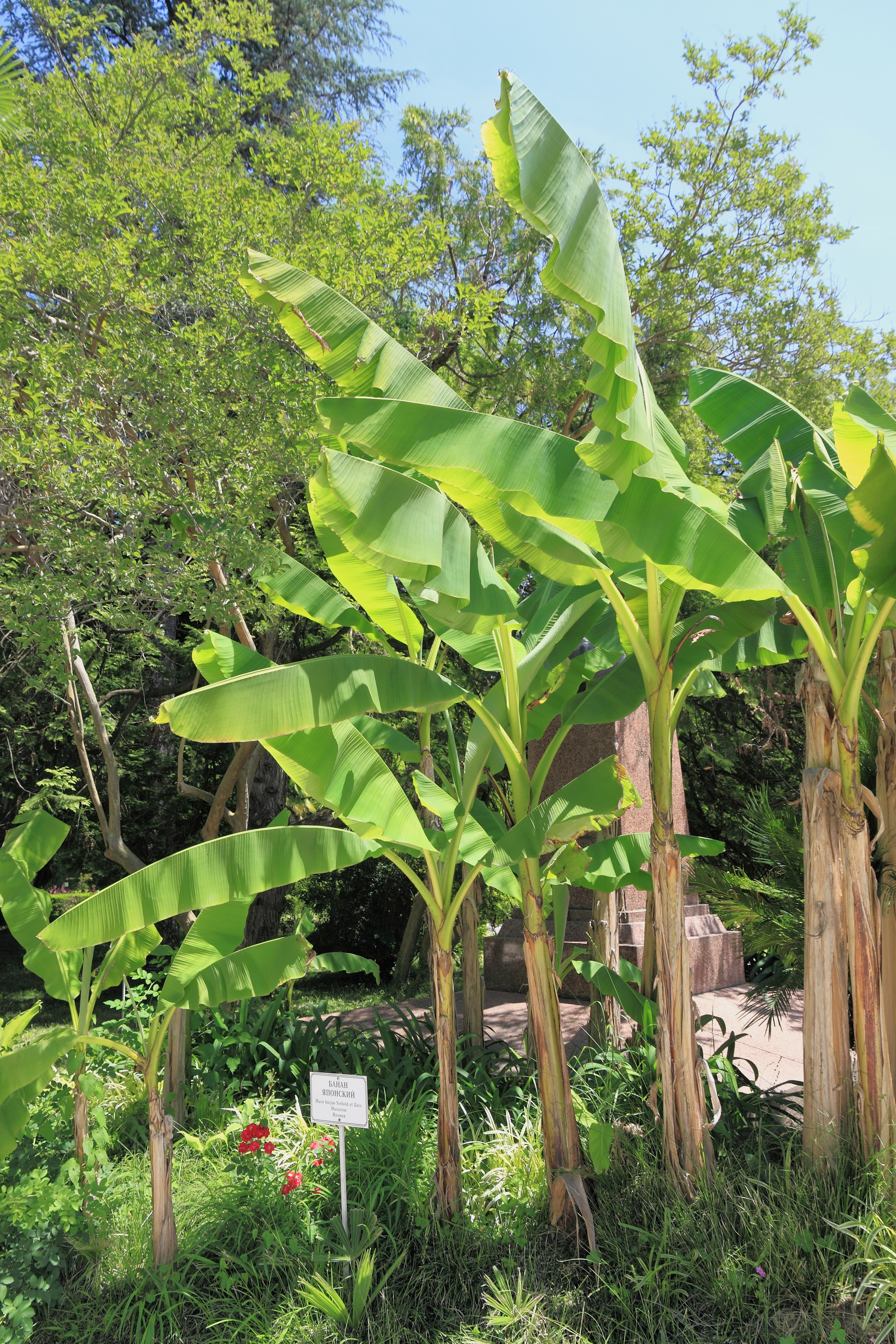 2014 Suchum, Ogród botaniczny (03)