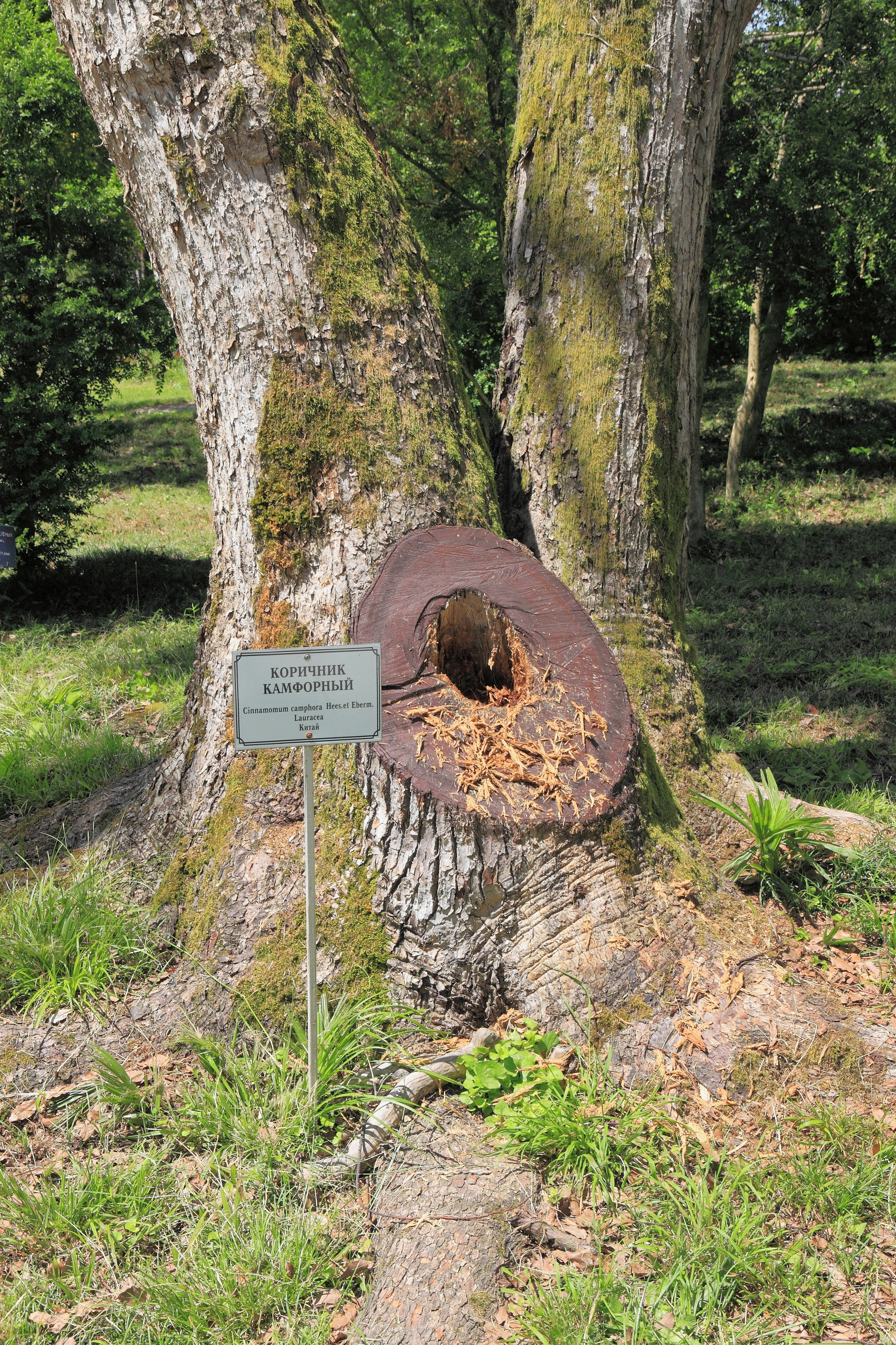 2014 Suchum, Ogród botaniczny (09)