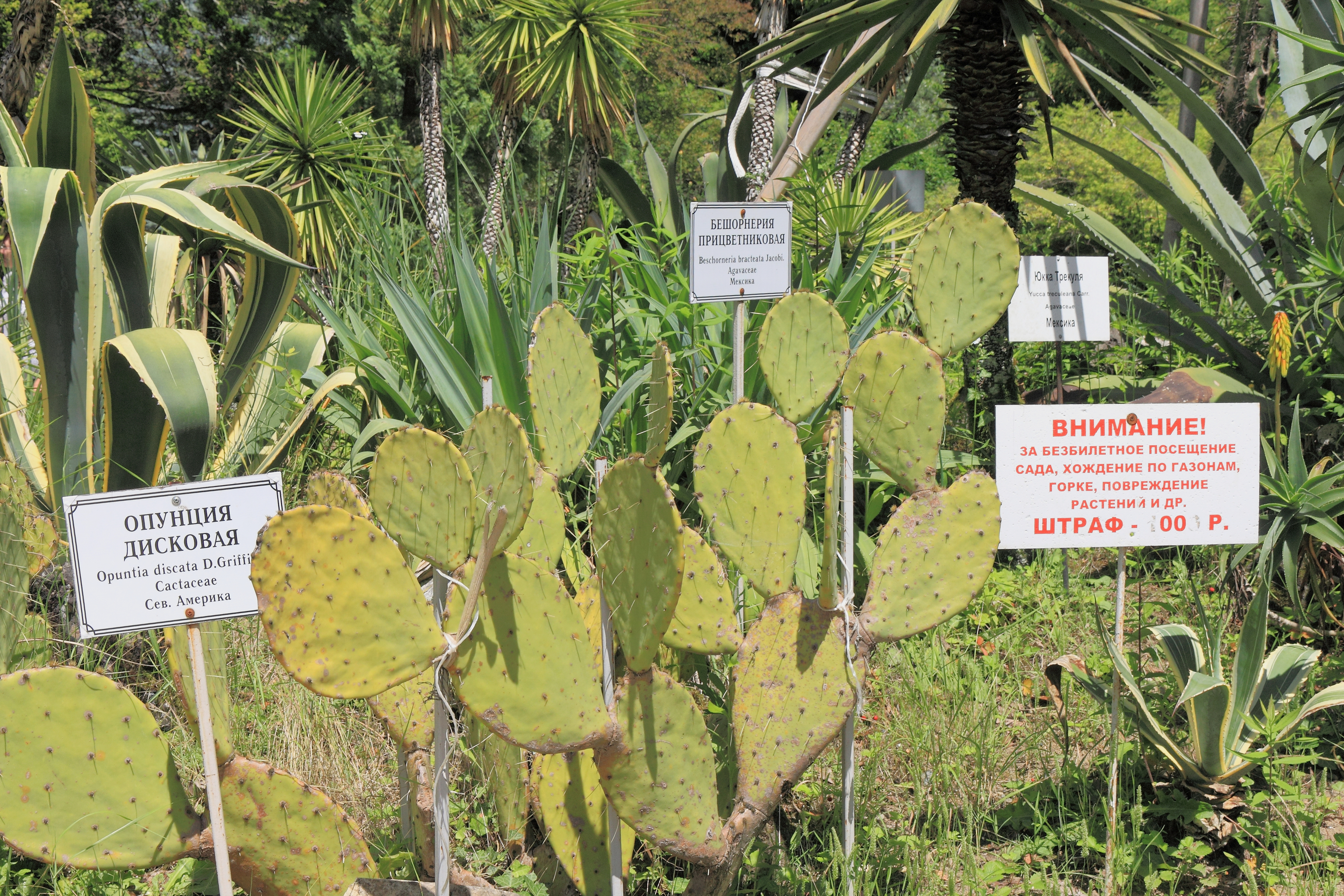 2014 Suchum, Ogród botaniczny (11)