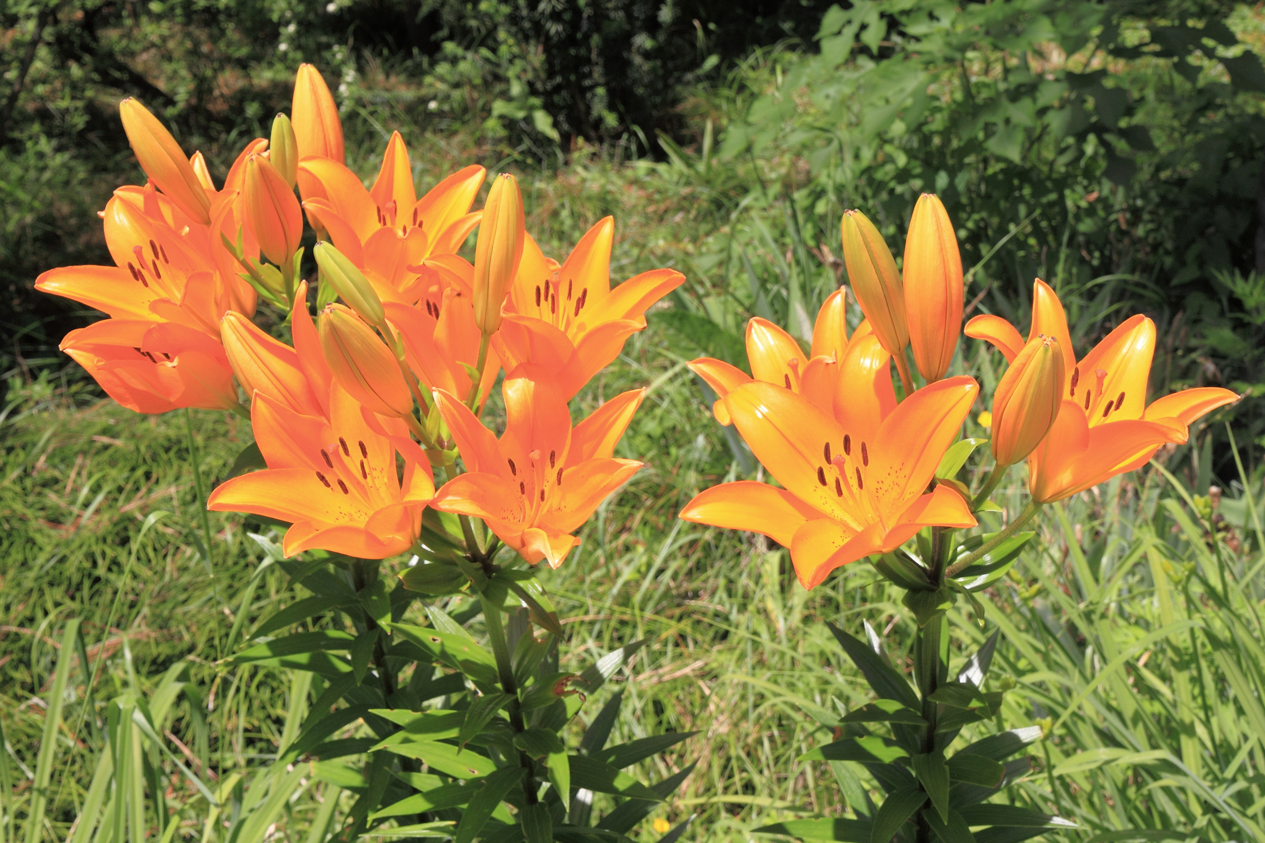 2014 Suchum, Ogród botaniczny (30)