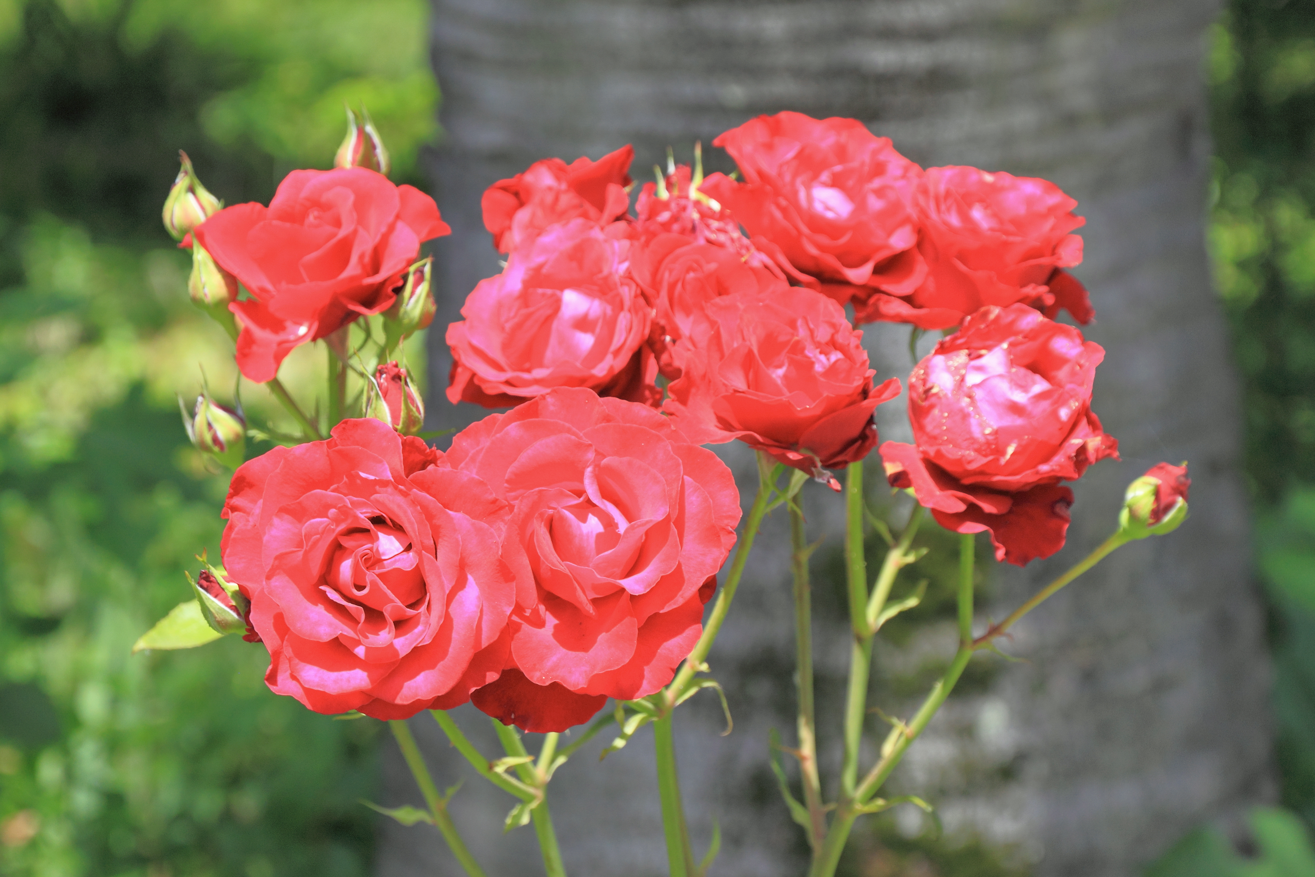 2014 Suchum, Ogród botaniczny (31)