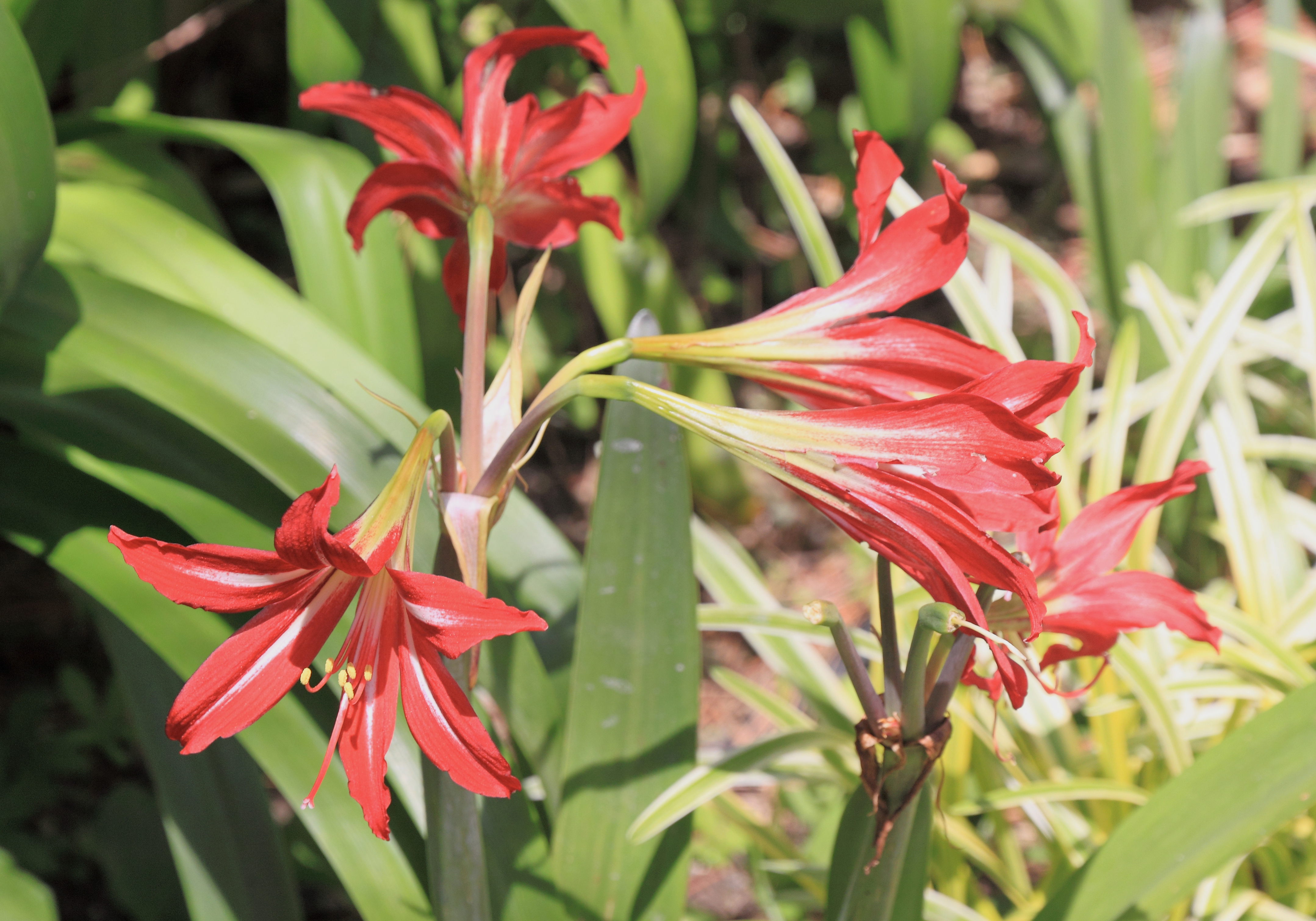 2014 Suchum, Ogród botaniczny (32)